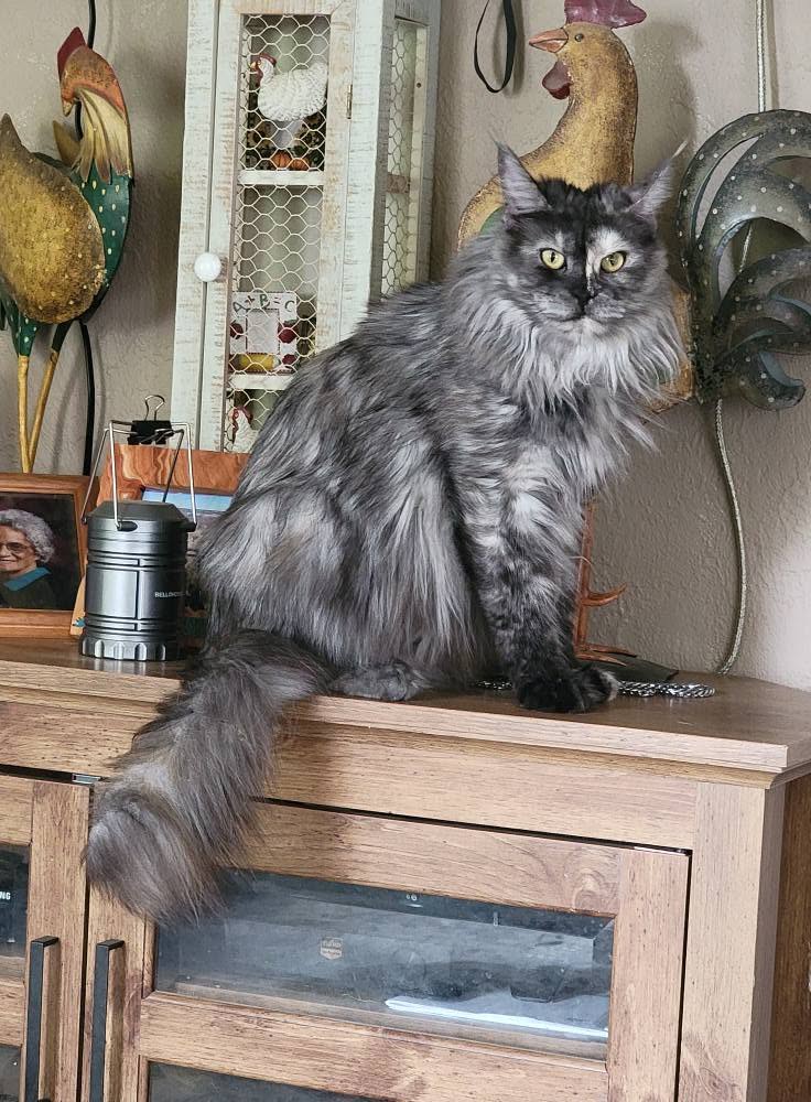 Photo 1 of Ziva