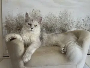 Valentina, the kitten's Mother