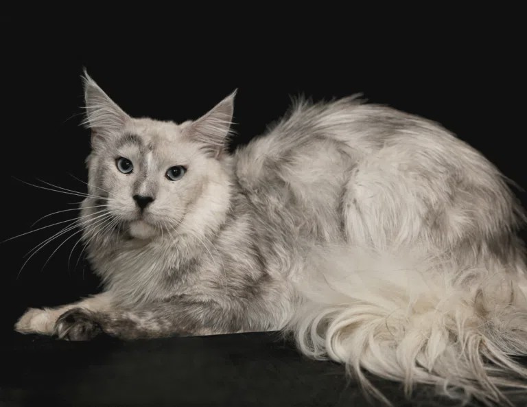 Baron, the kitten's Father