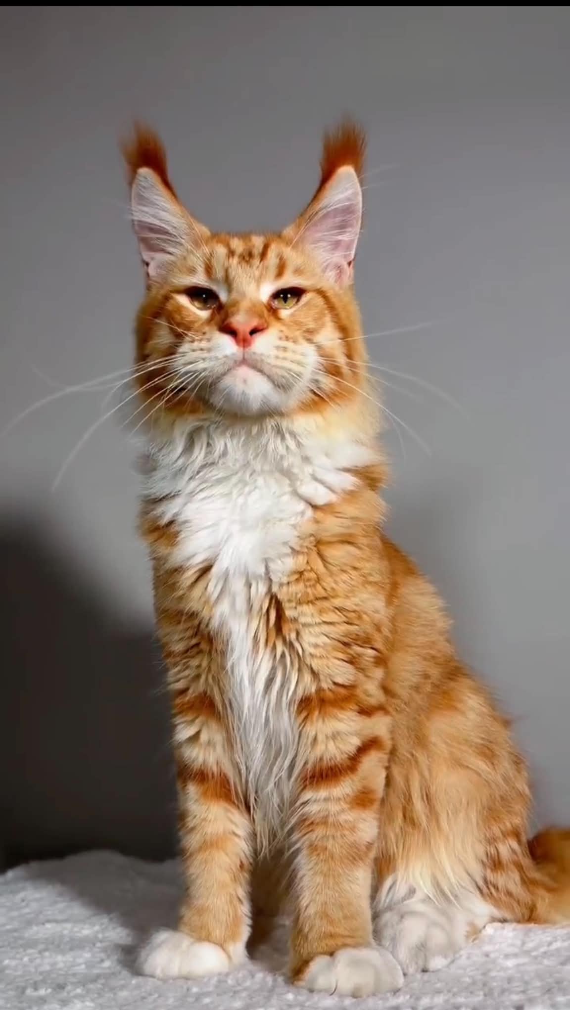 Yennifer, the kitten's Mother
