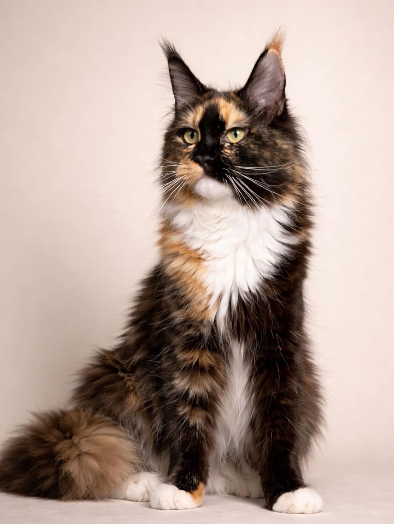Reginald, the kitten's Father