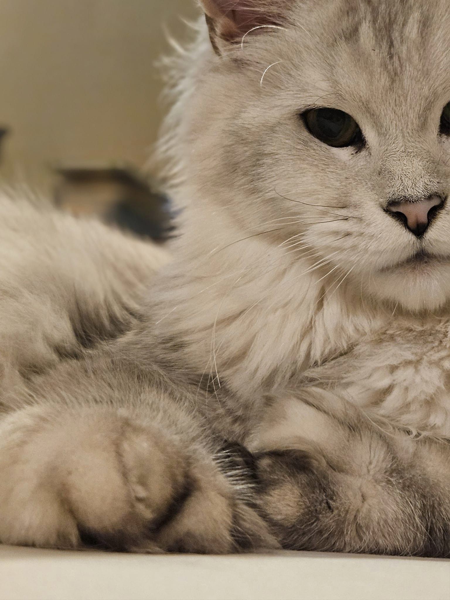 Freya, the kitten's Mother
