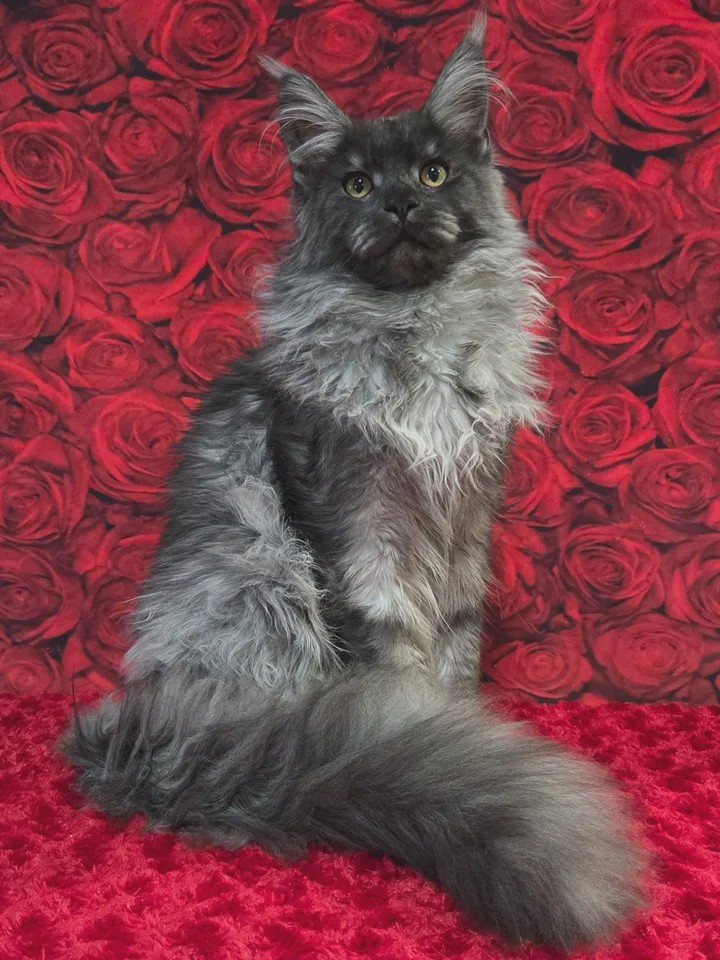 Photo 2 of Ragnar