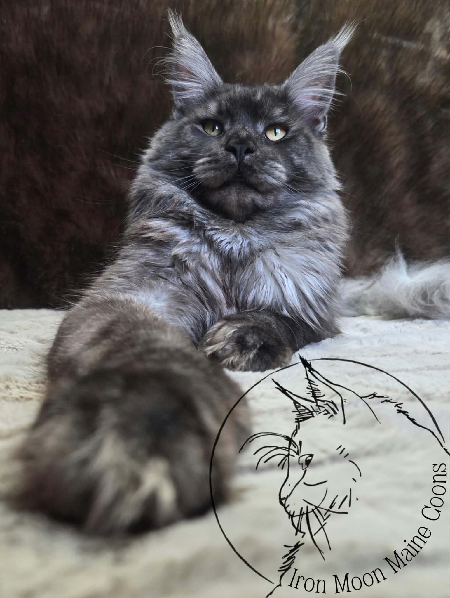 Ragnar, the kitten's Father