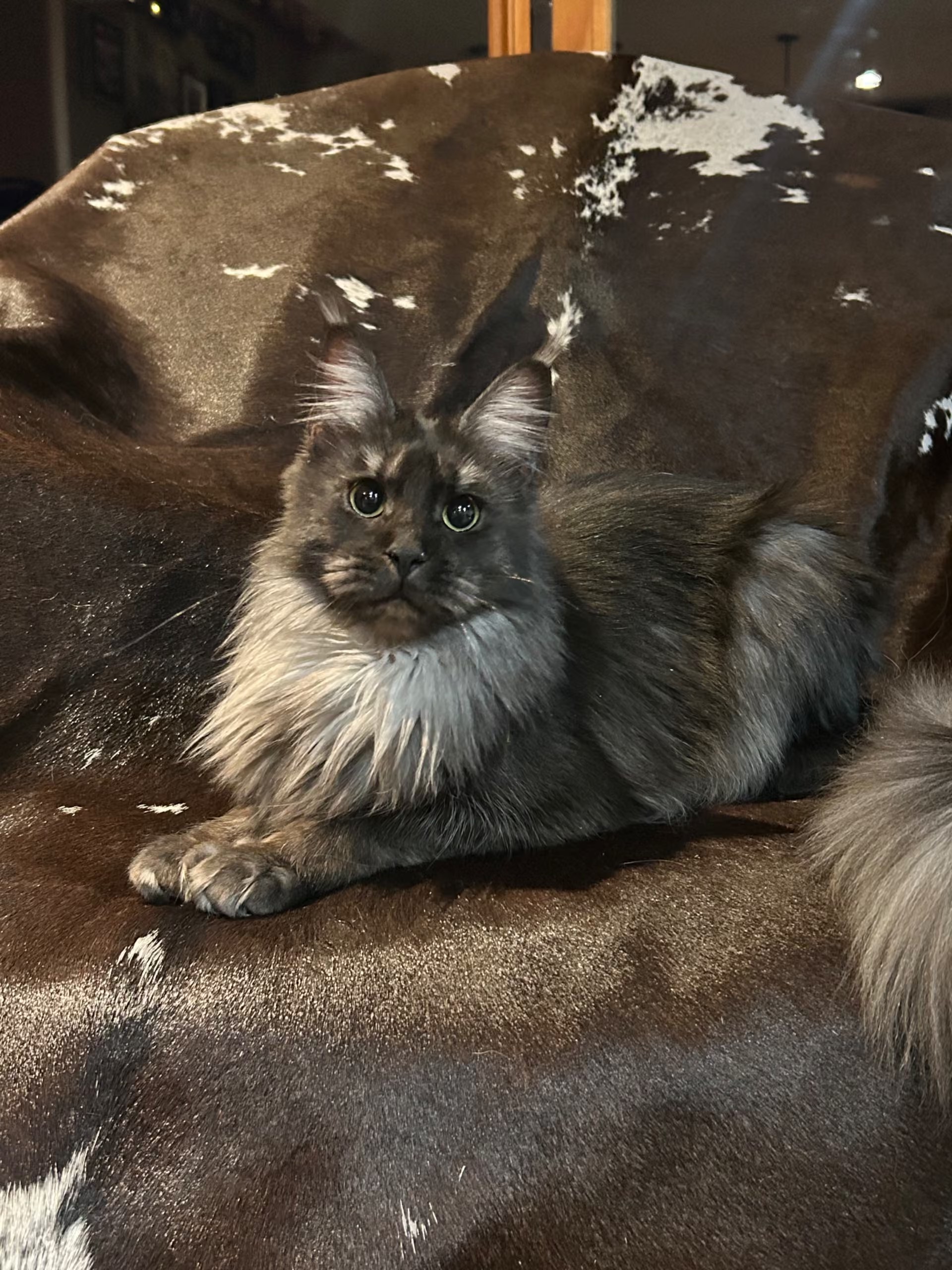 Boo, the kitten's Mother