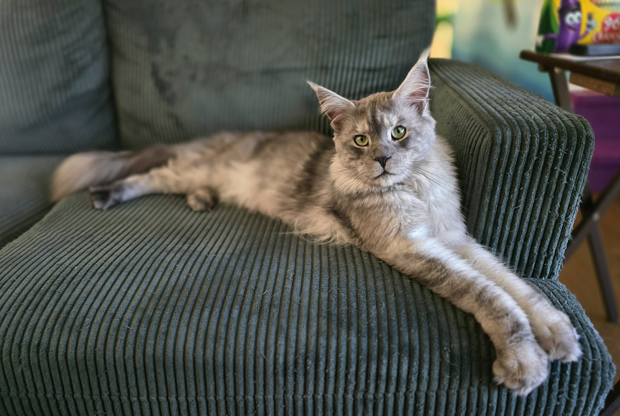 Charming, the kitten's Father