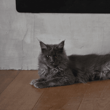 Storm, the kitten's Mother