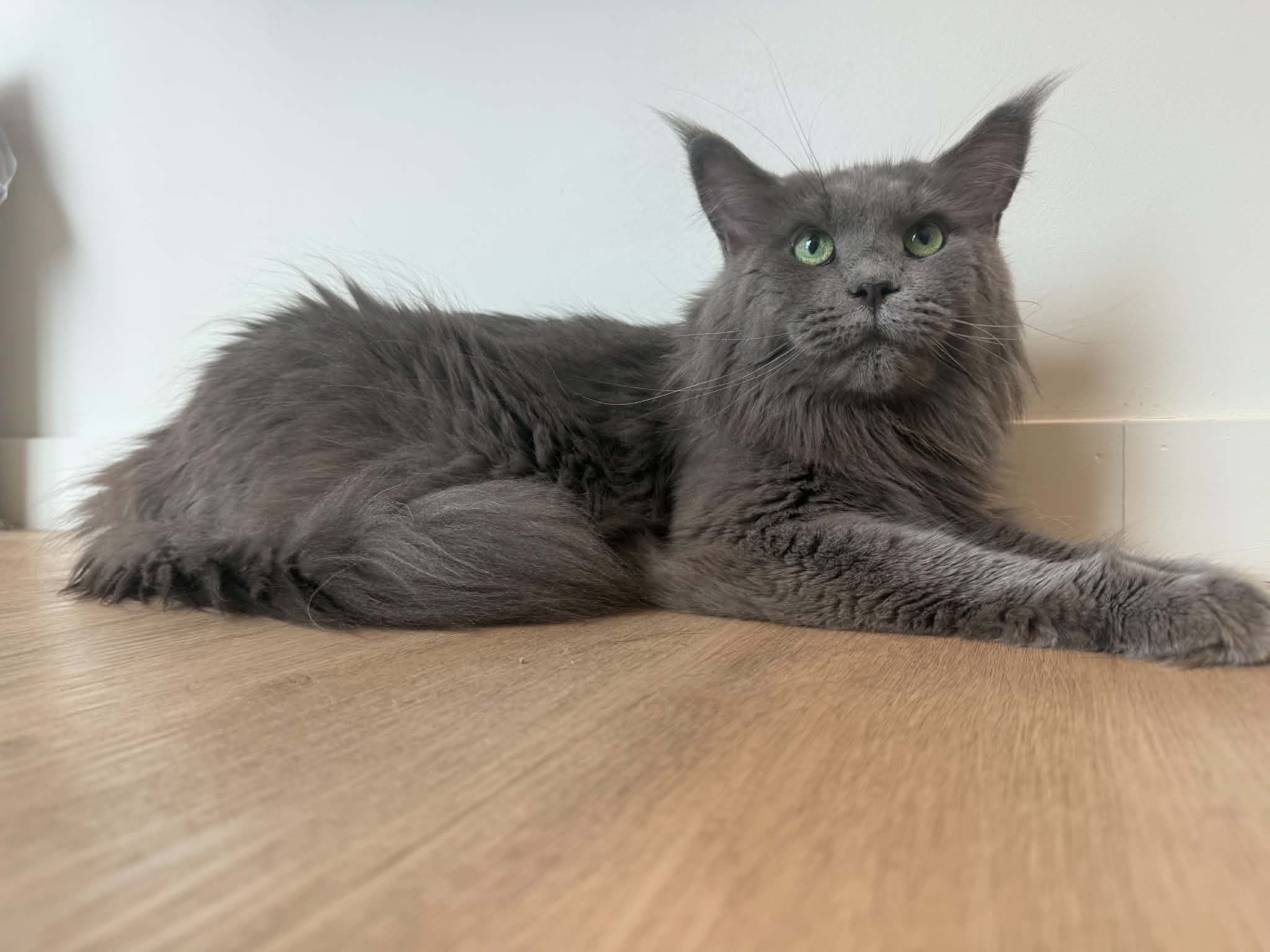 Roxanne, the kitten's Mother