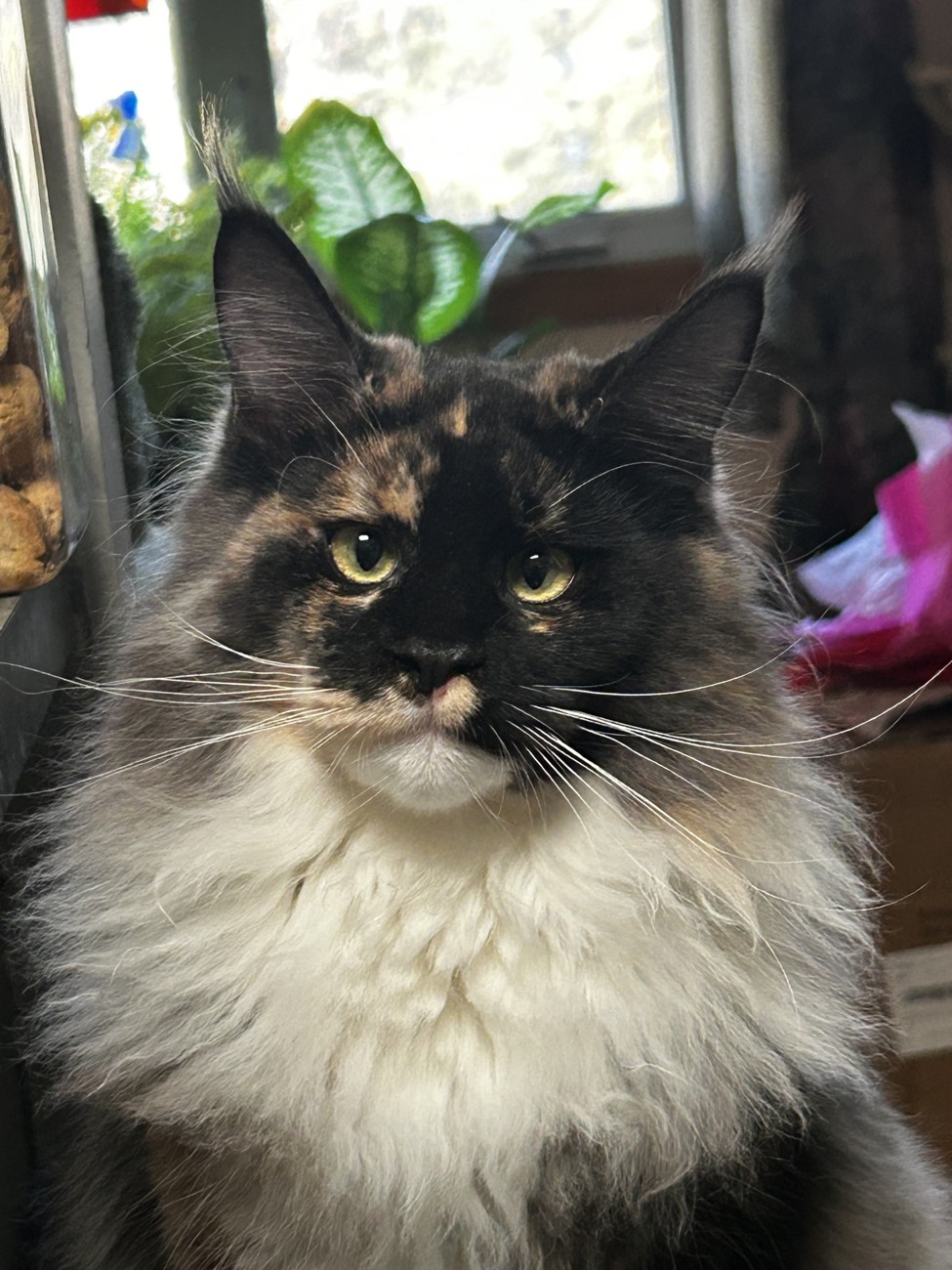 Marley Grand Cheshire, the kitten's Mother