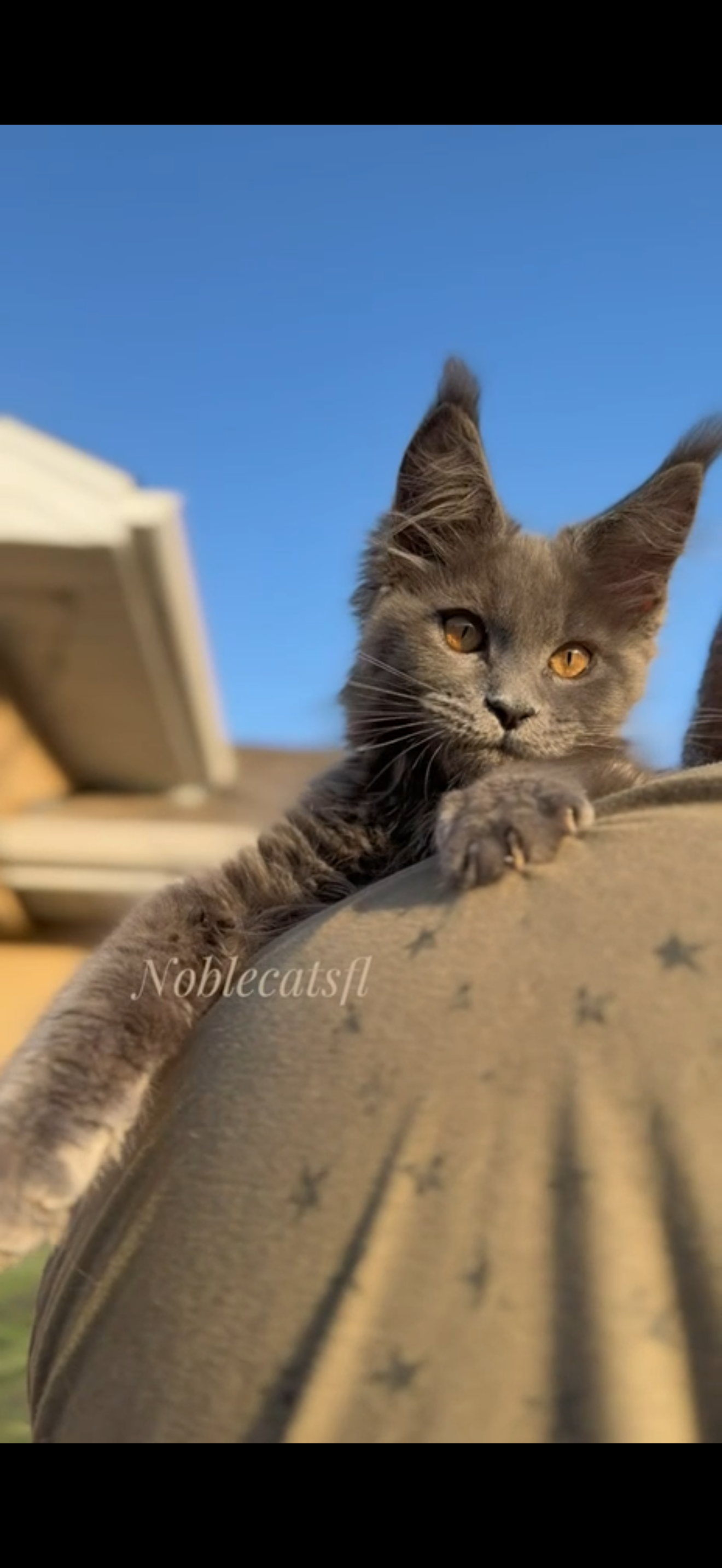 Photo of Blue boy