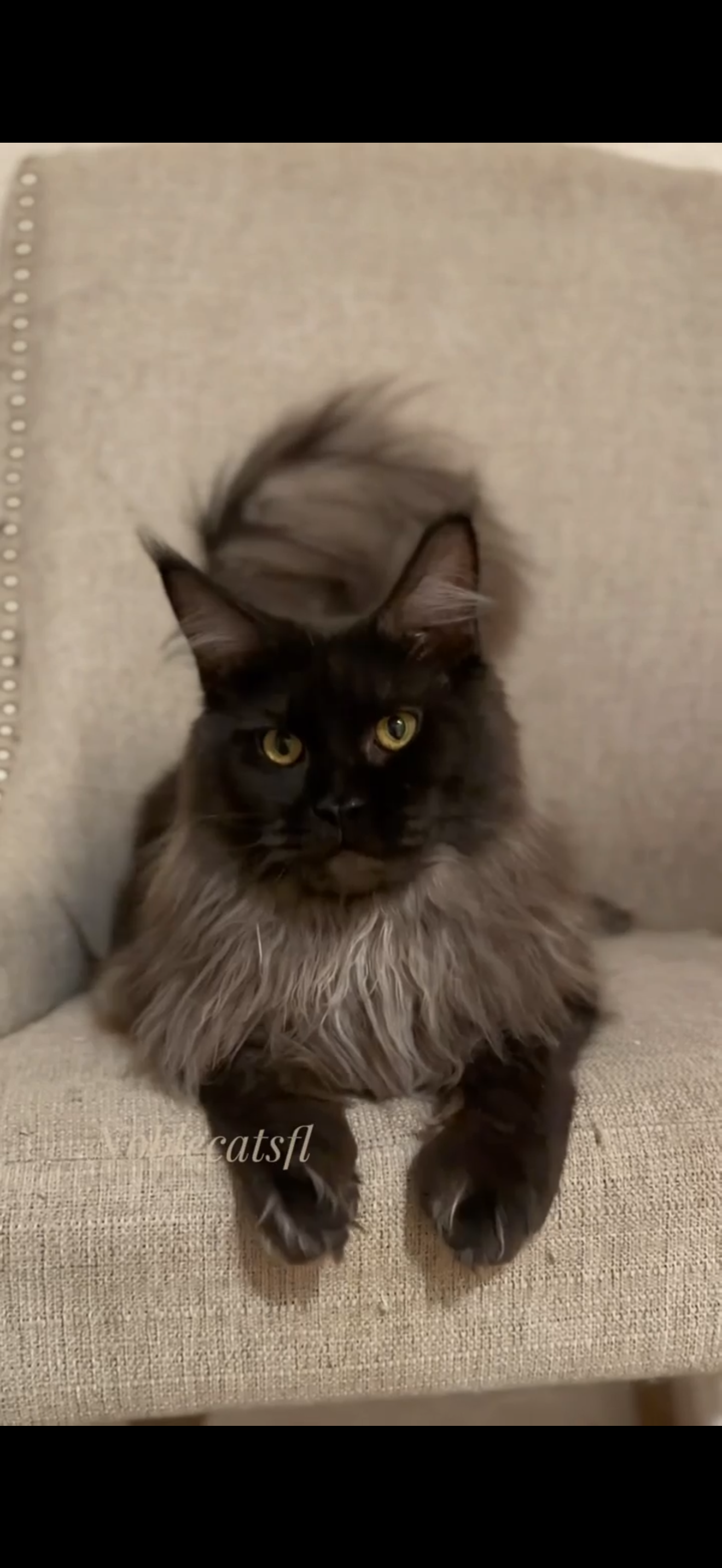 Photo of Smokey - Black Smoke Male 12mo