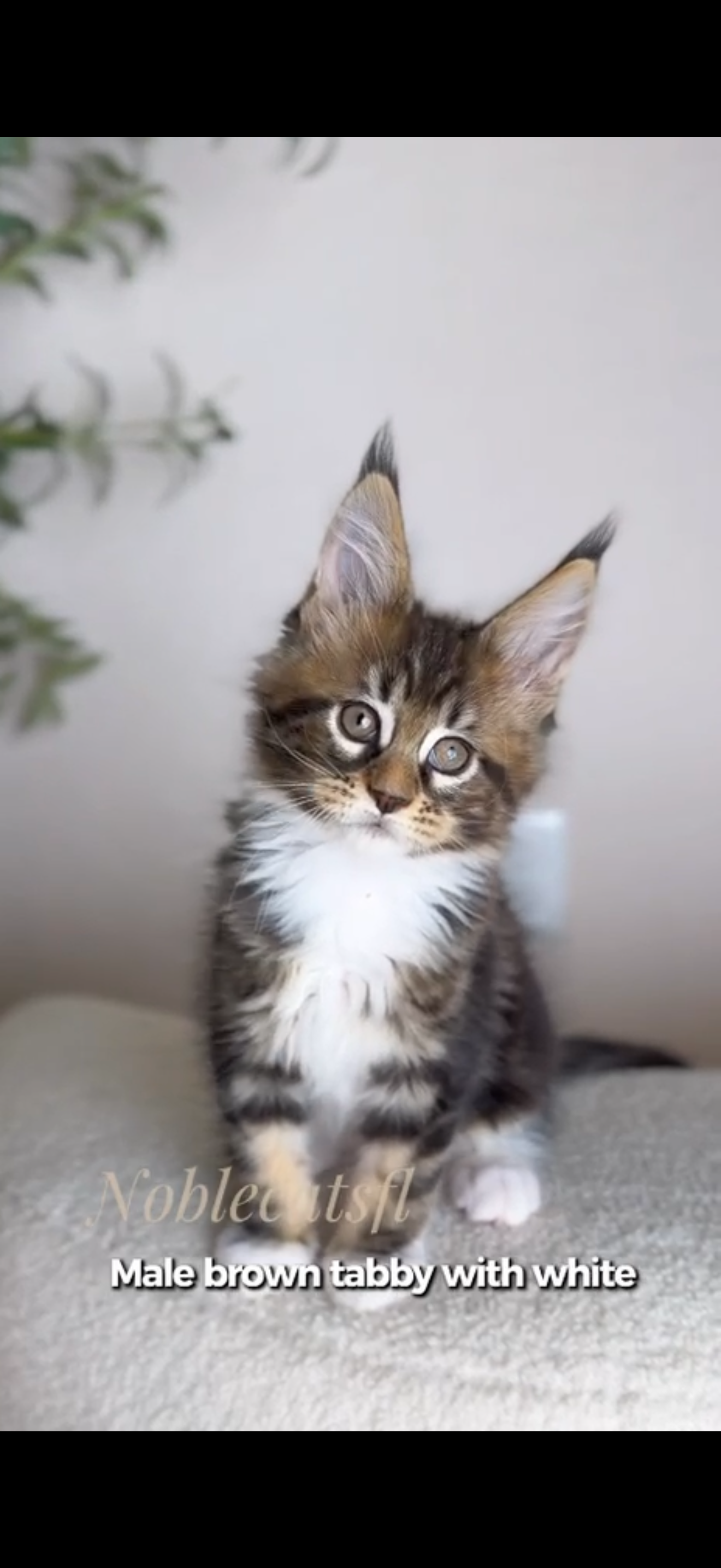 Photo of Alex - Brown Tabby with white