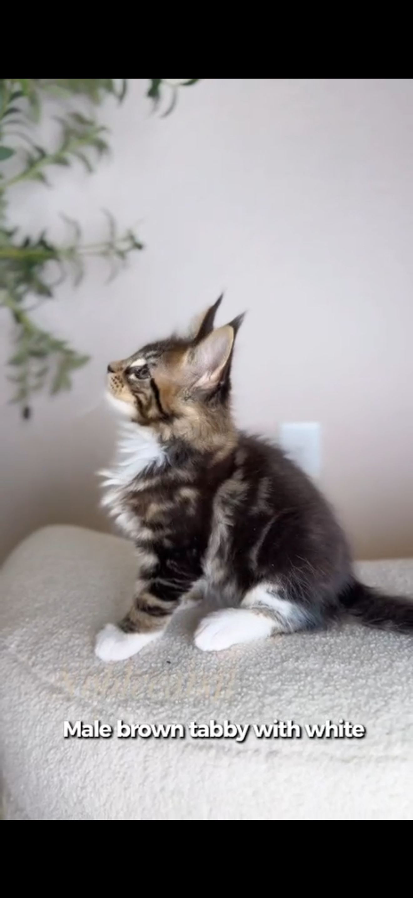 Photo 3 of Alex - Brown Tabby with white