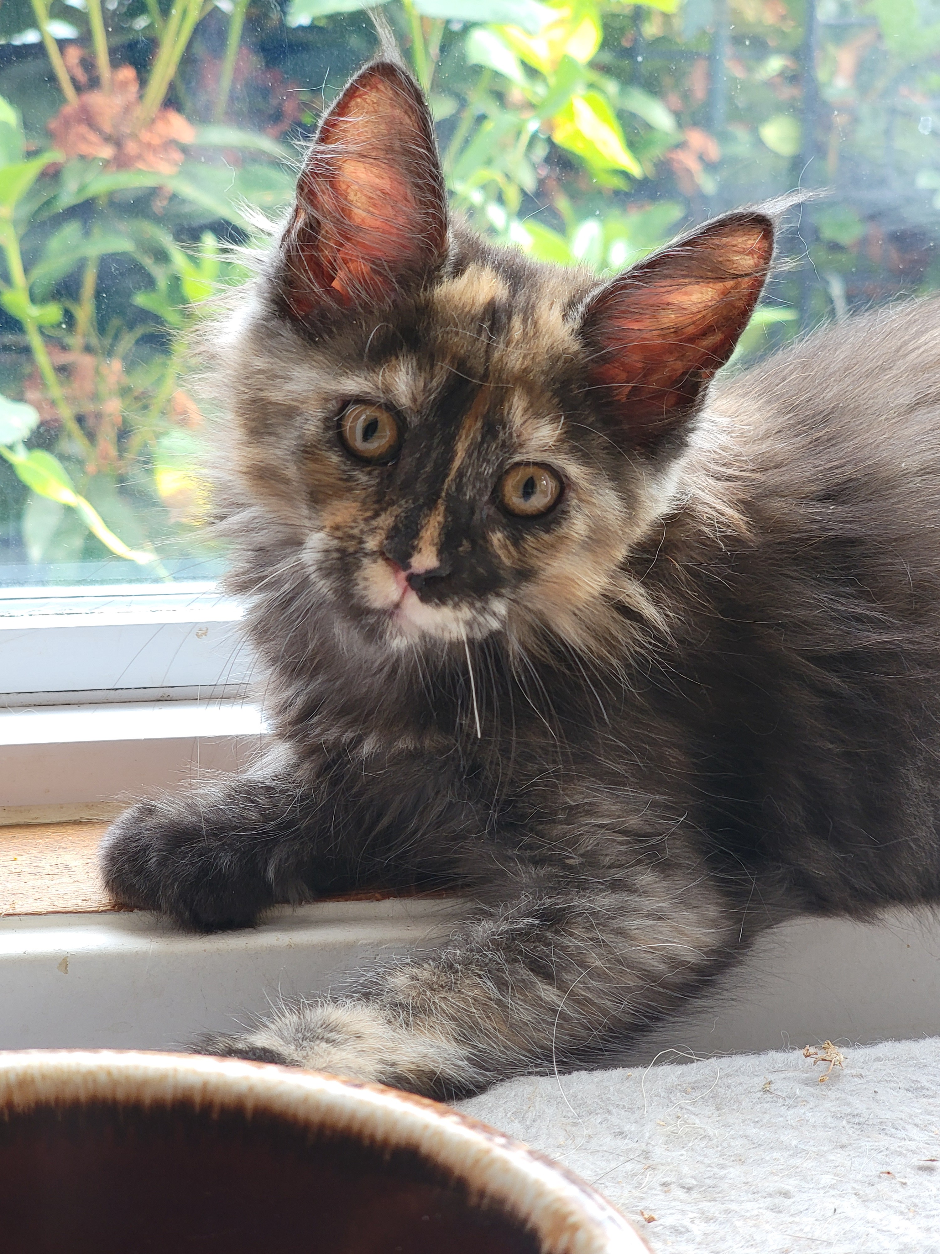 Photo of Hetty