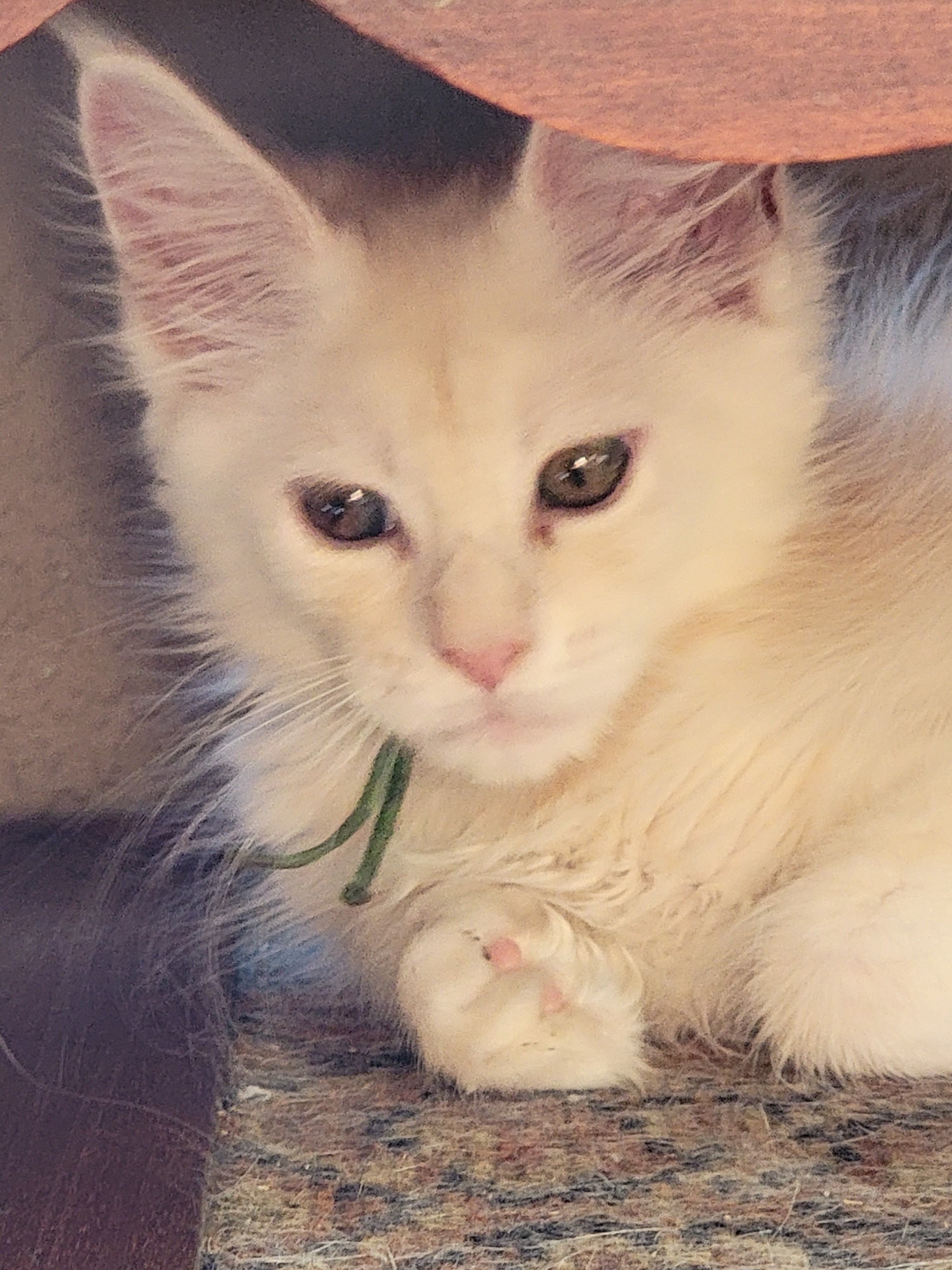 Photo of Nell
