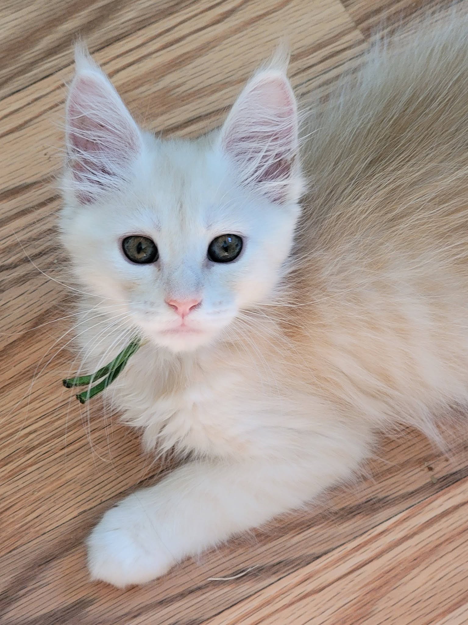 Photo of Nell