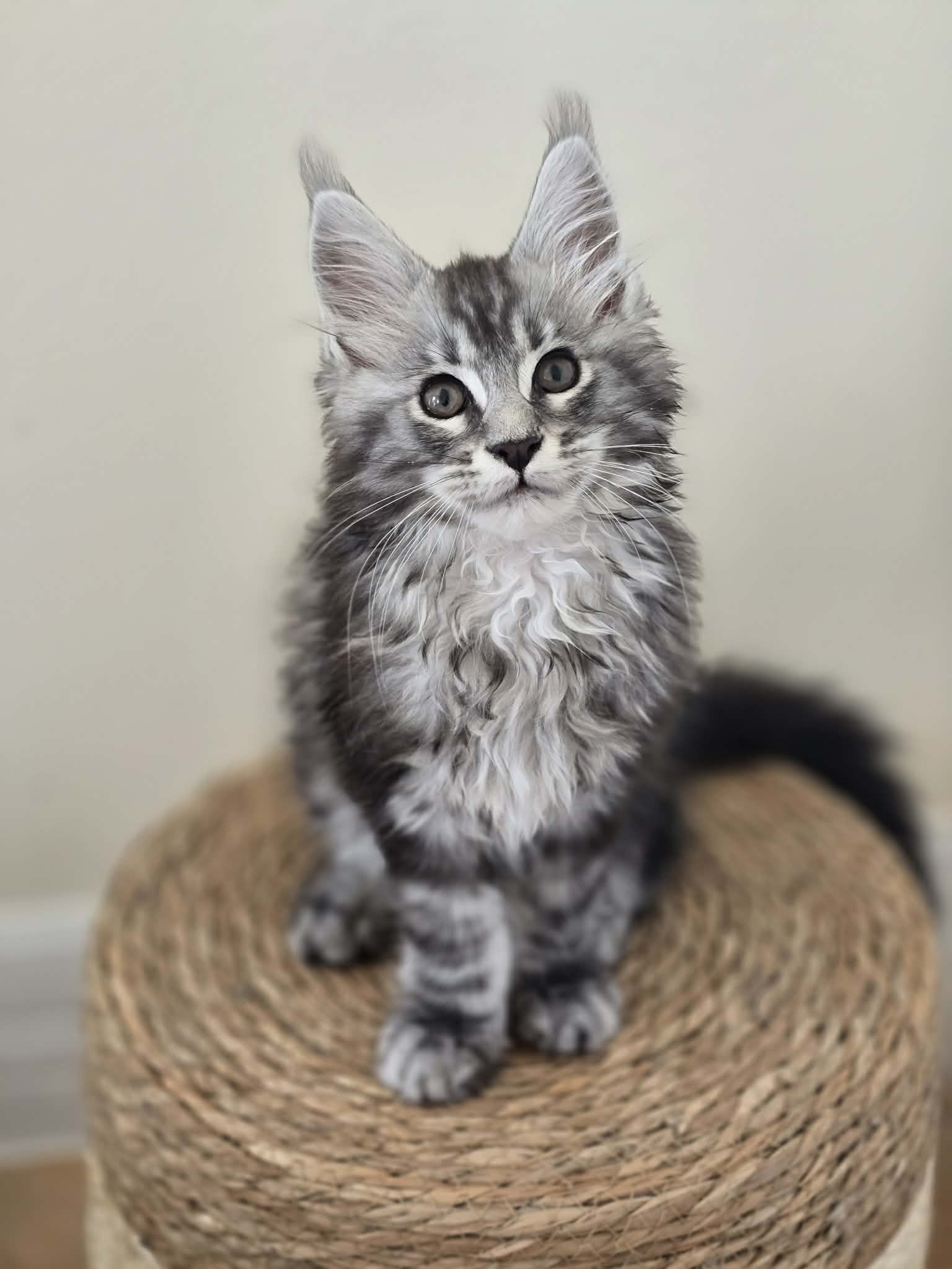 Photo of Black Silver Tabby Boy