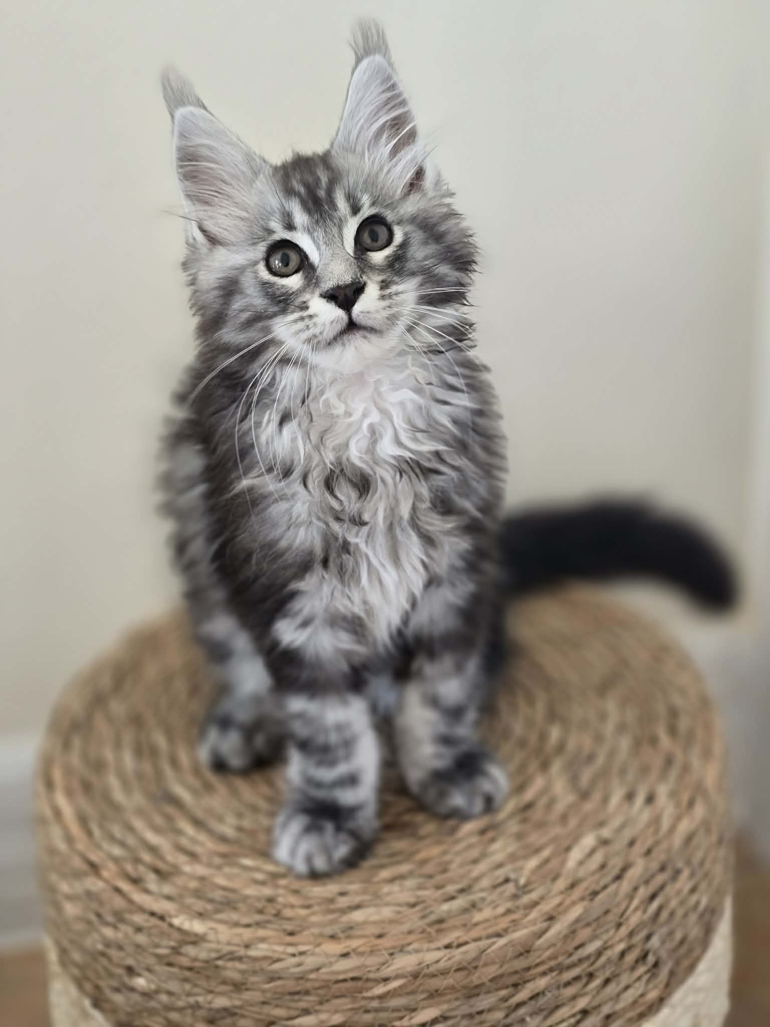 Photo 2 of Black Silver Tabby Boy