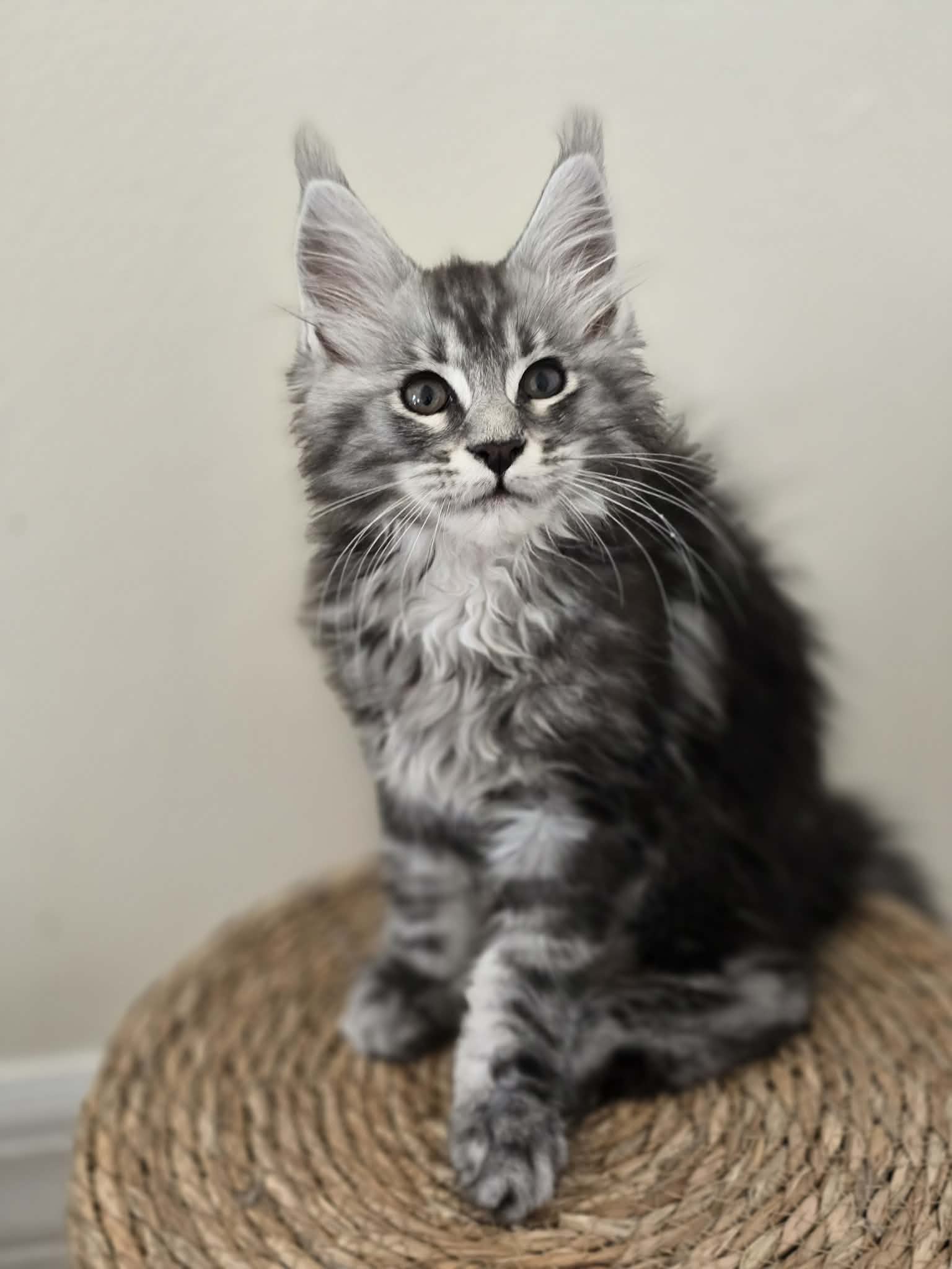 Photo 3 of Black Silver Tabby Boy
