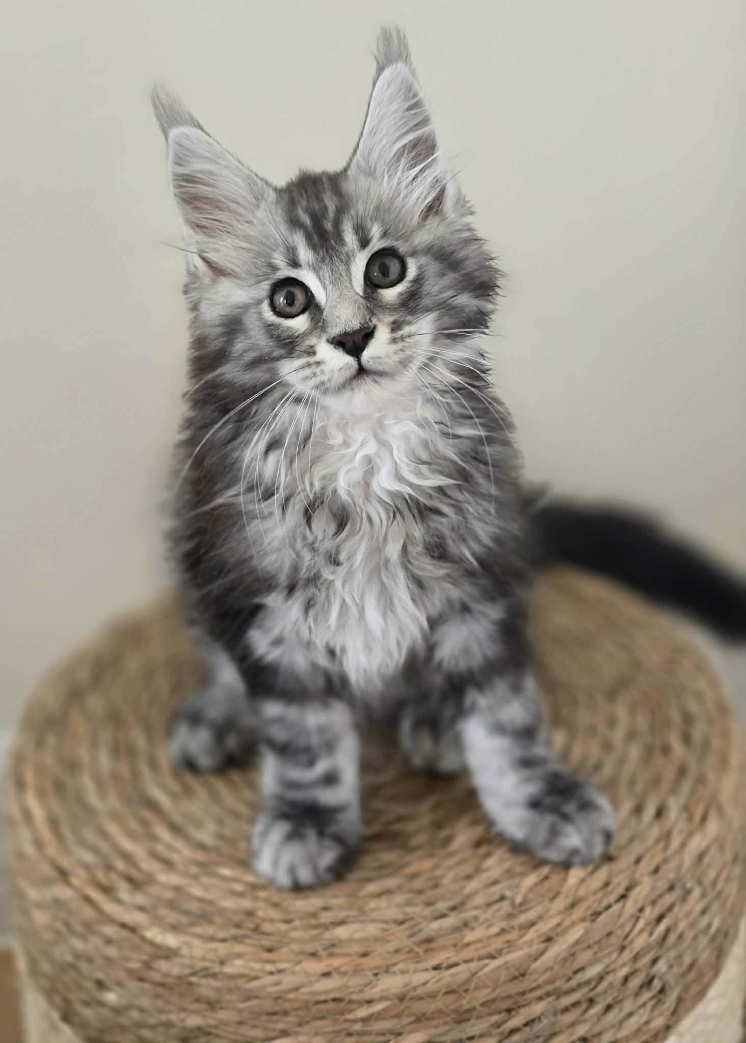 Photo 4 of Black Silver Tabby Boy