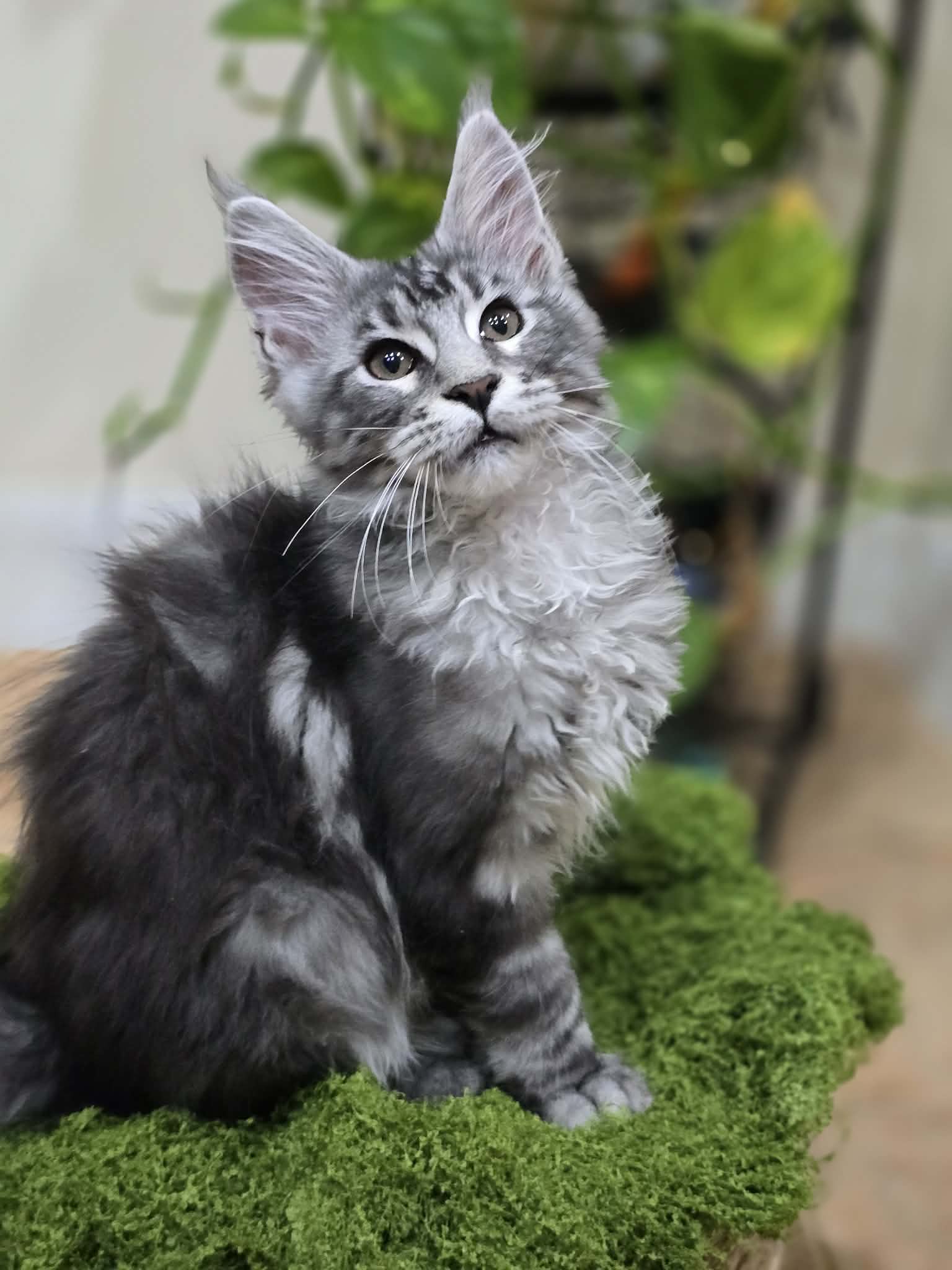 Photo 2 of Black Silver Classic Tabby Boy