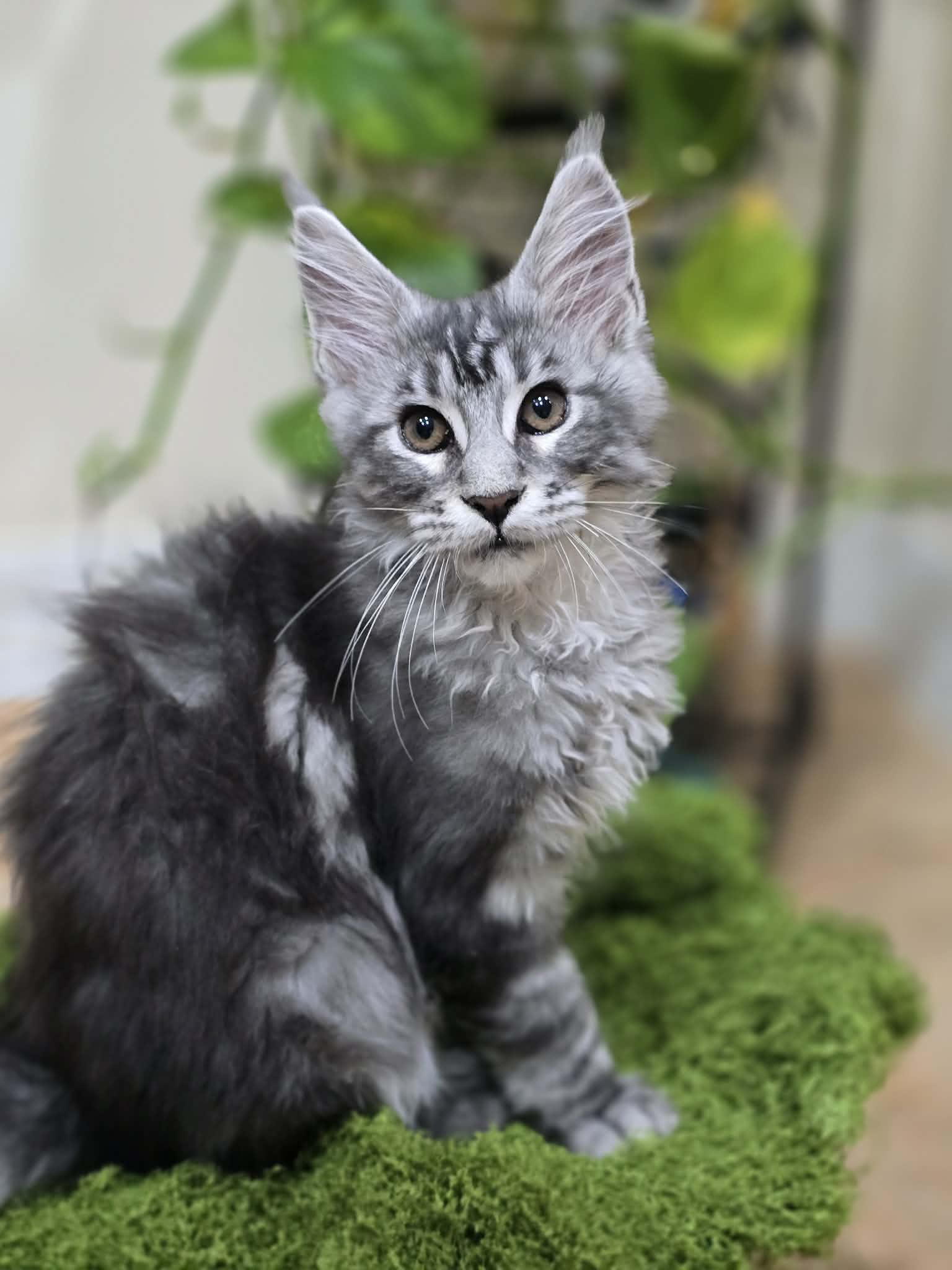 Photo 3 of Black Silver Classic Tabby Boy