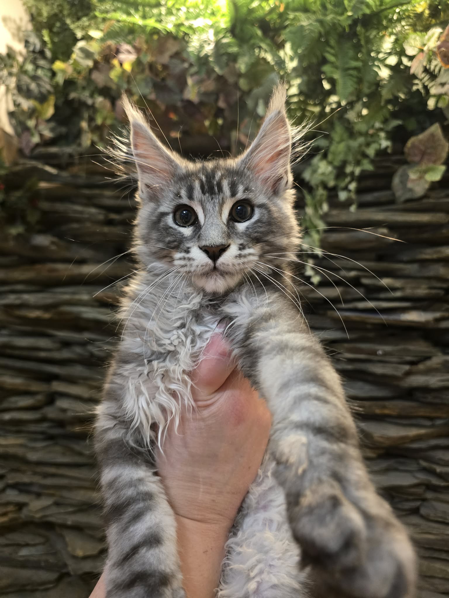 Photo 4 of Black Silver Classic Tabby Boy