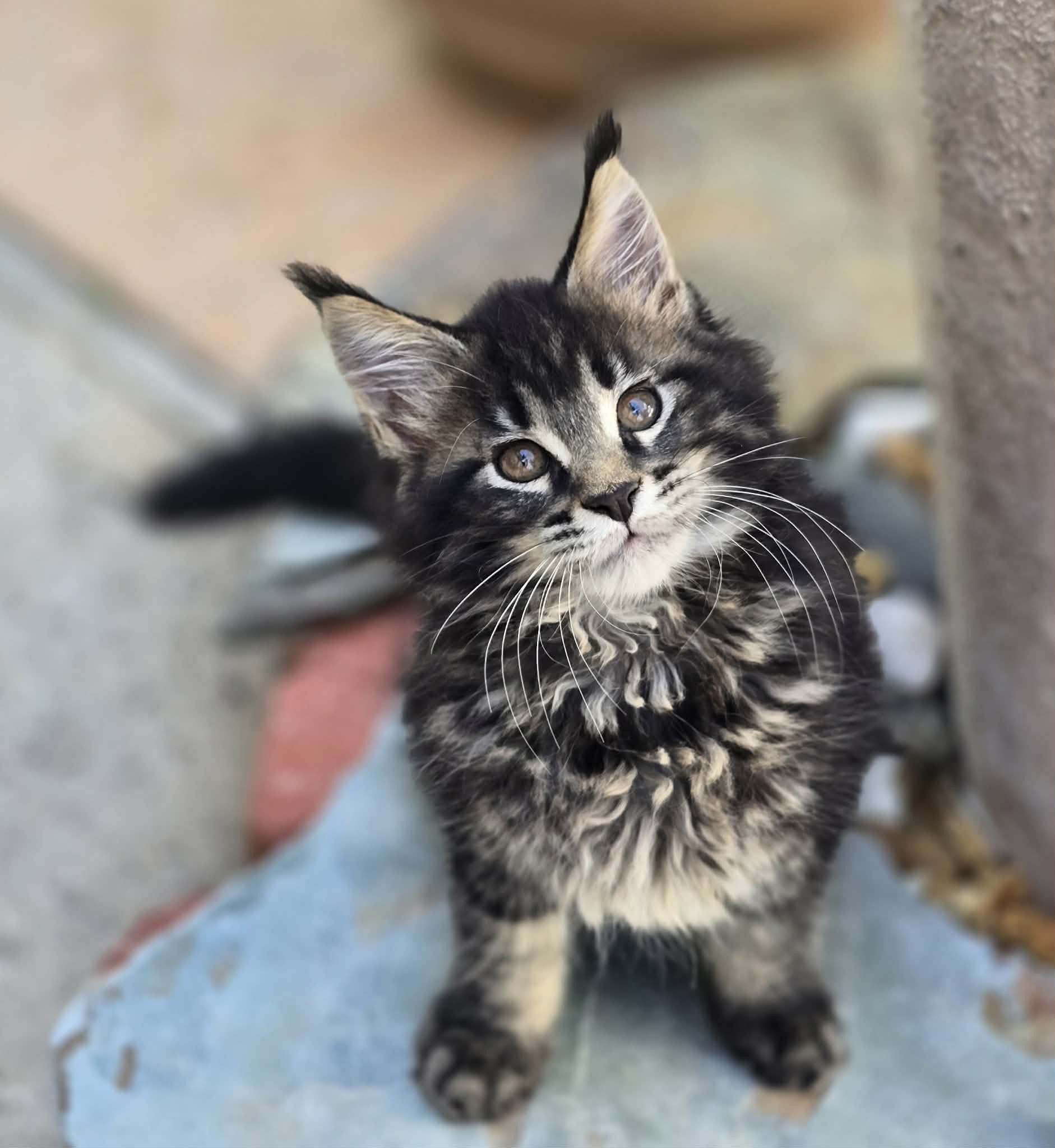 Photo of Black/Brown Female