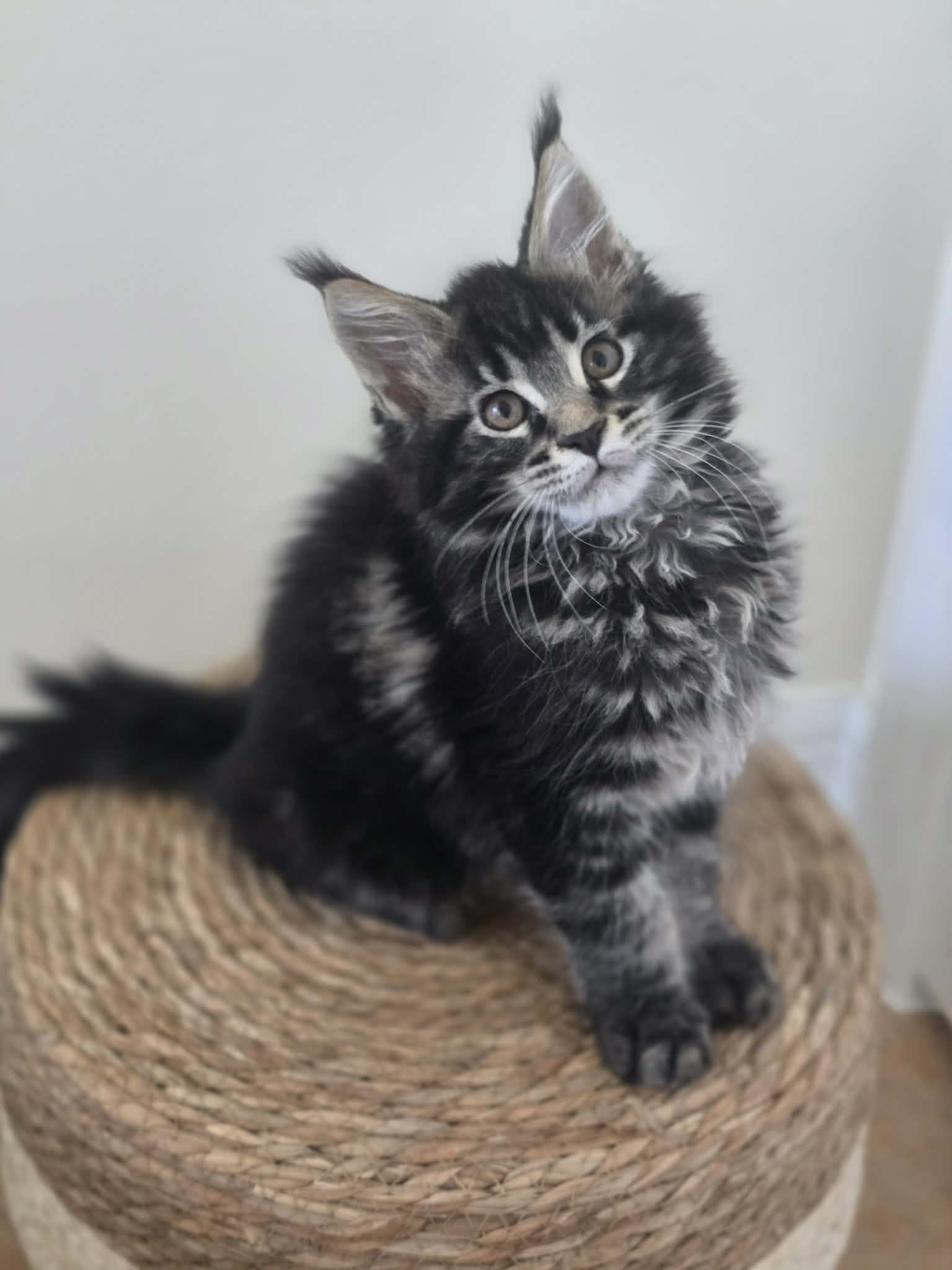 Photo 2 of Black/Brown Female