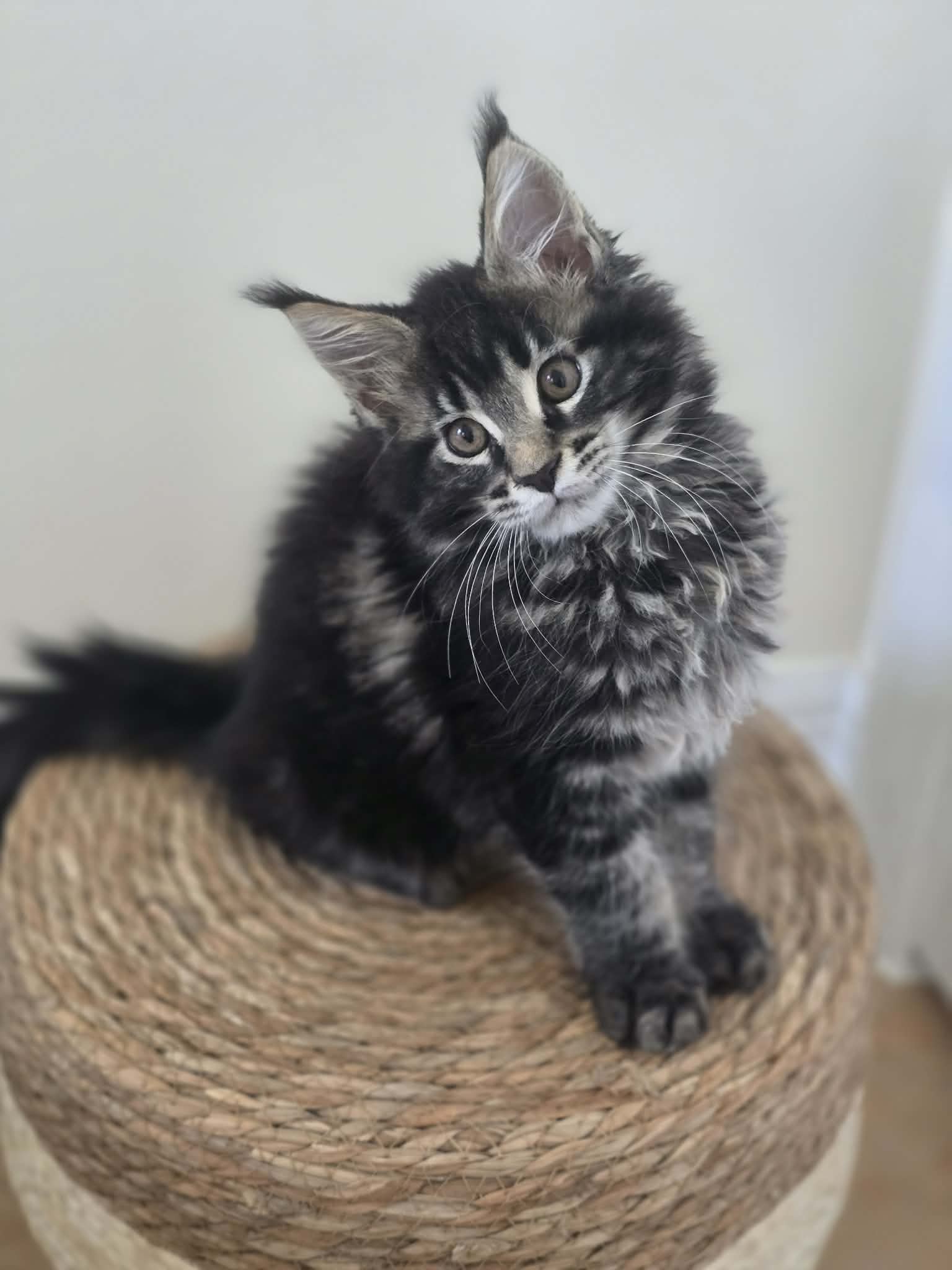 Photo 3 of Black/Brown Female