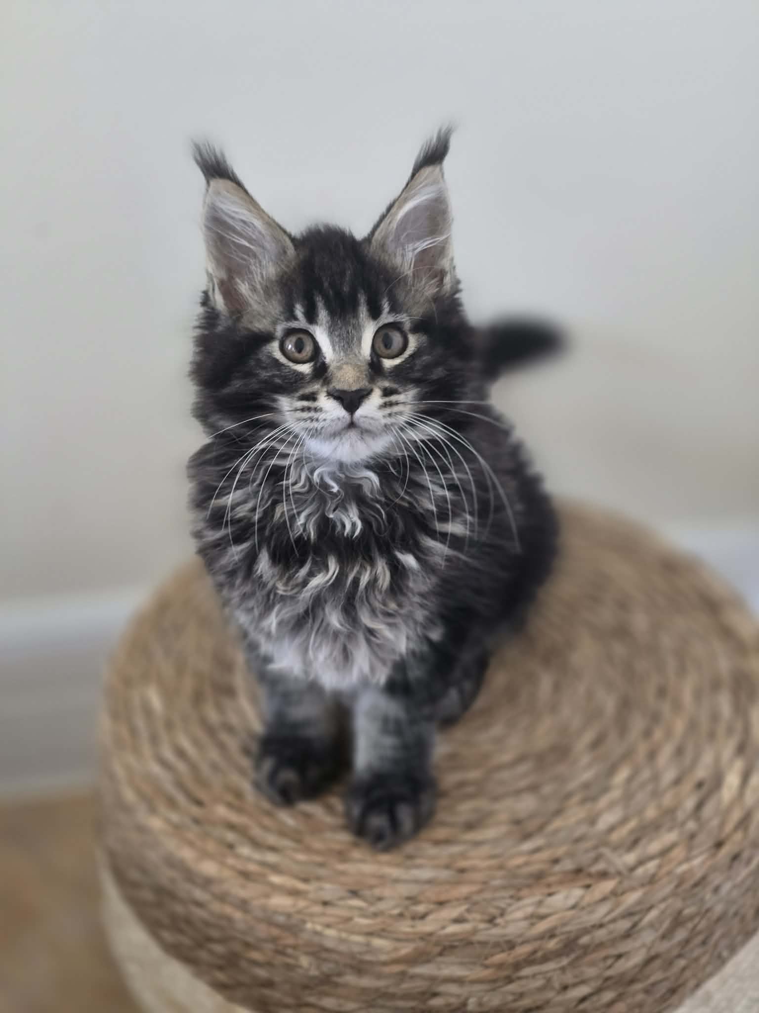 Photo 4 of Black/Brown Female