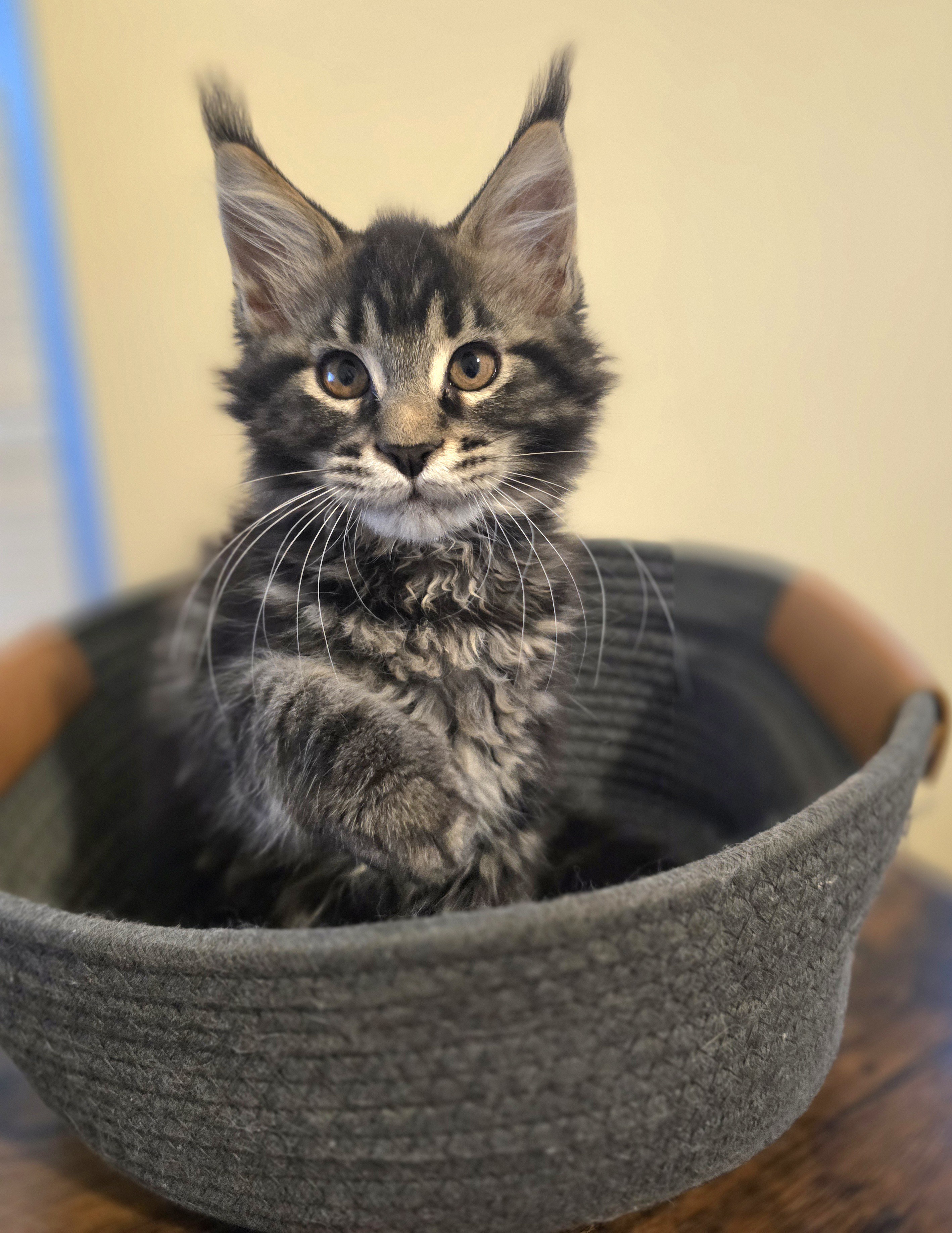 Photo of Brown/Black Classic Tabby Female