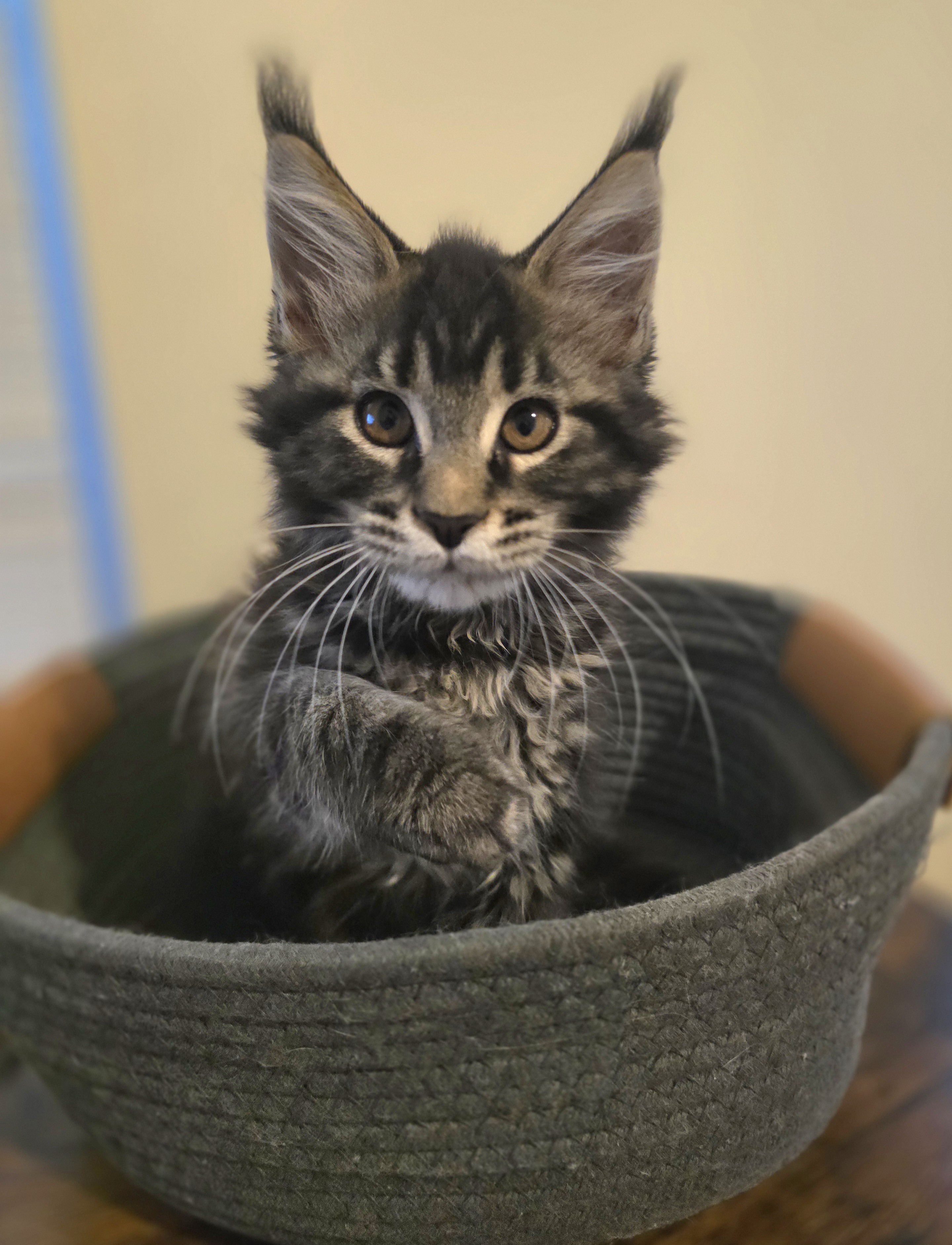 Photo 2 of Brown/Black Classic Tabby Female