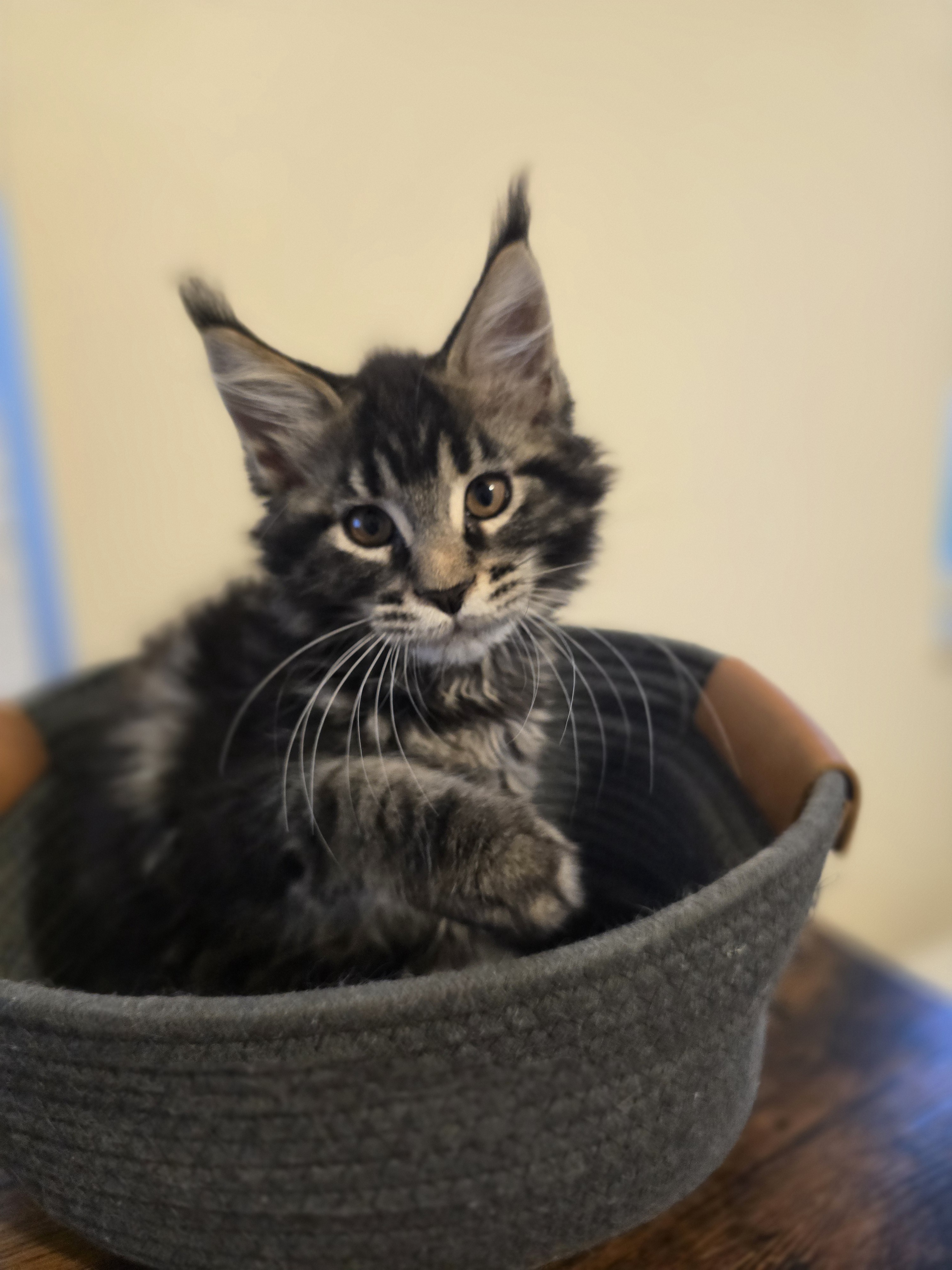Photo 3 of Brown/Black Classic Tabby Female