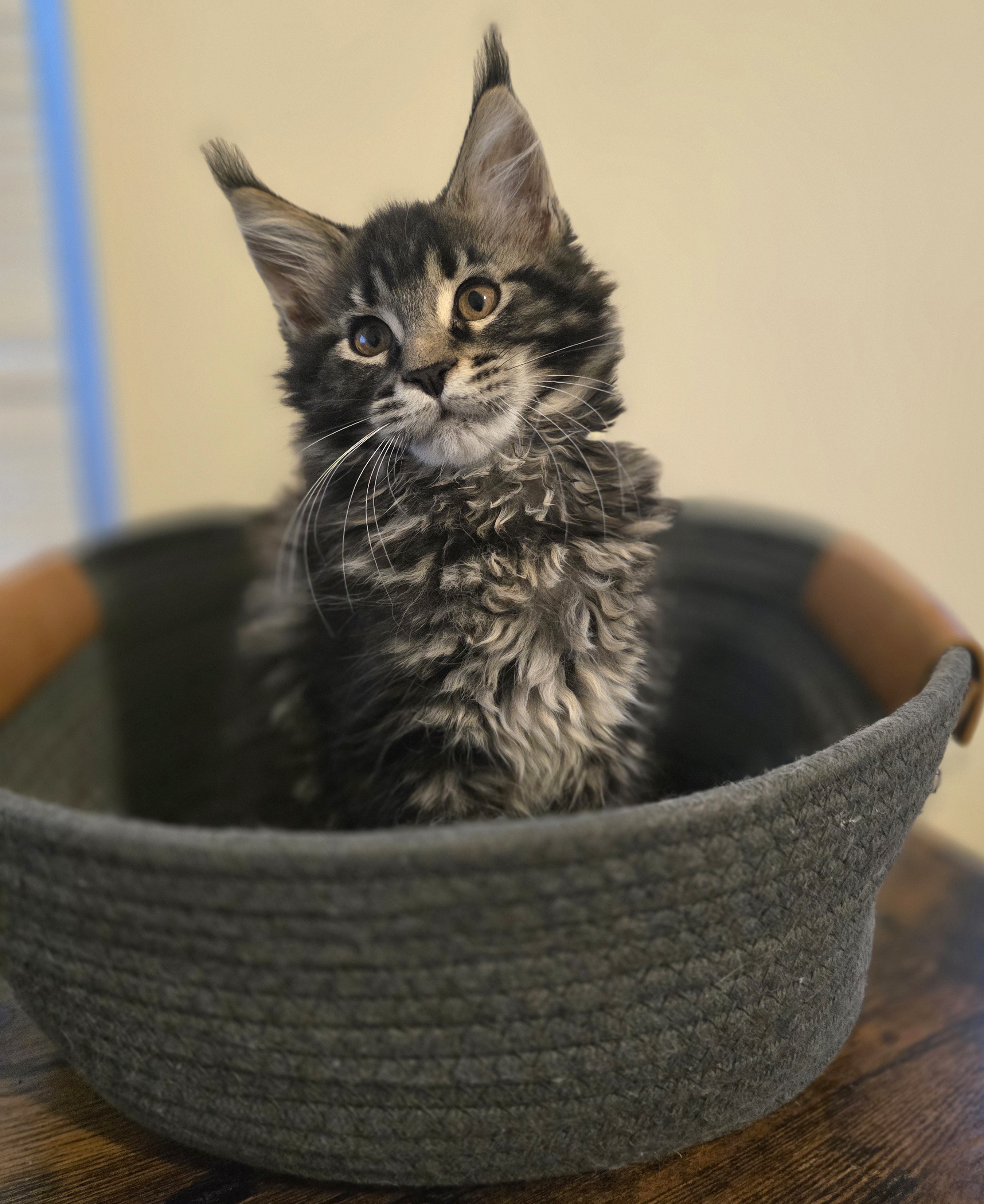 Photo 4 of Brown/Black Classic Tabby Female