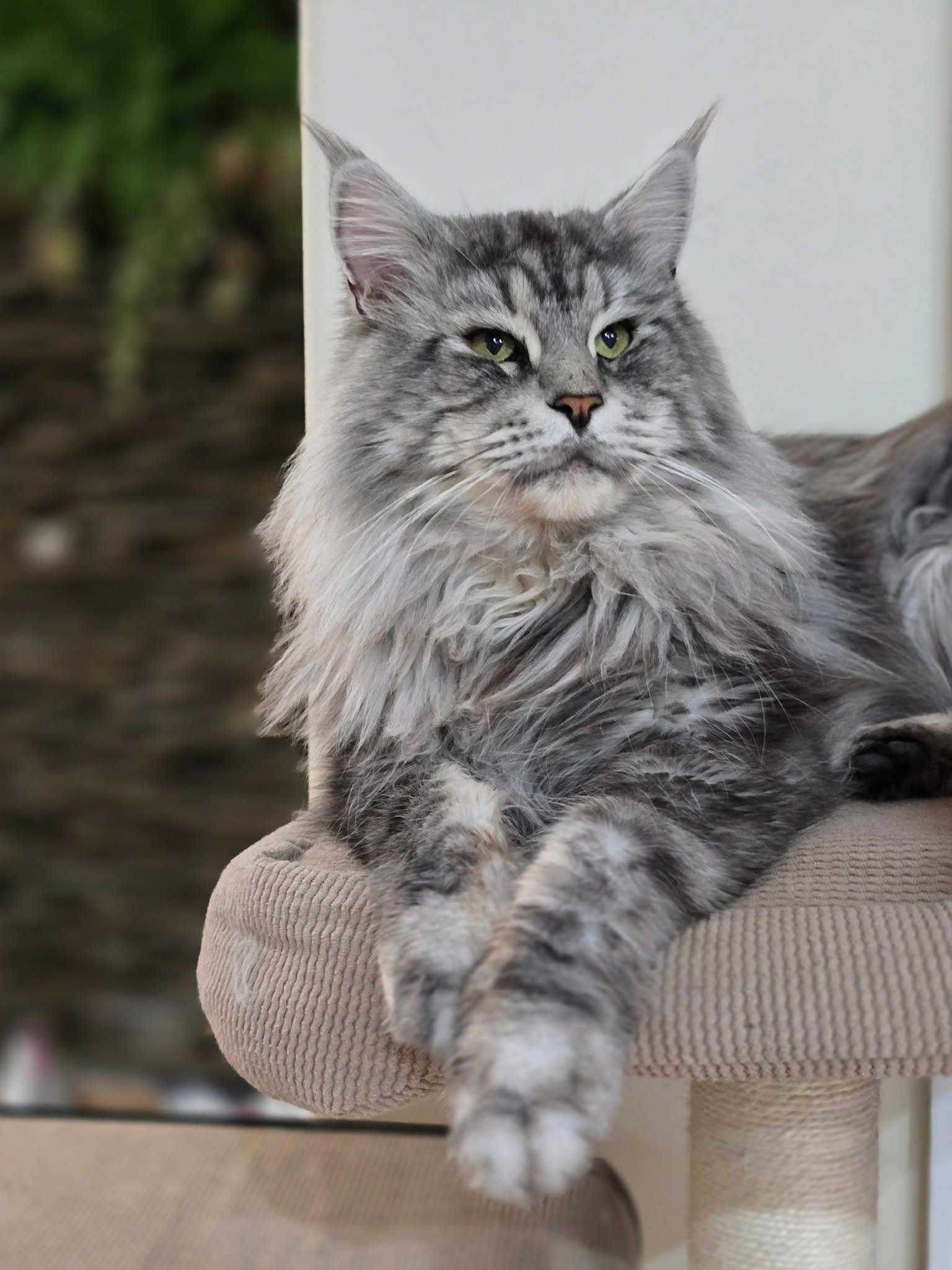 Photo 5 of Brown/Black Classic Tabby Female
