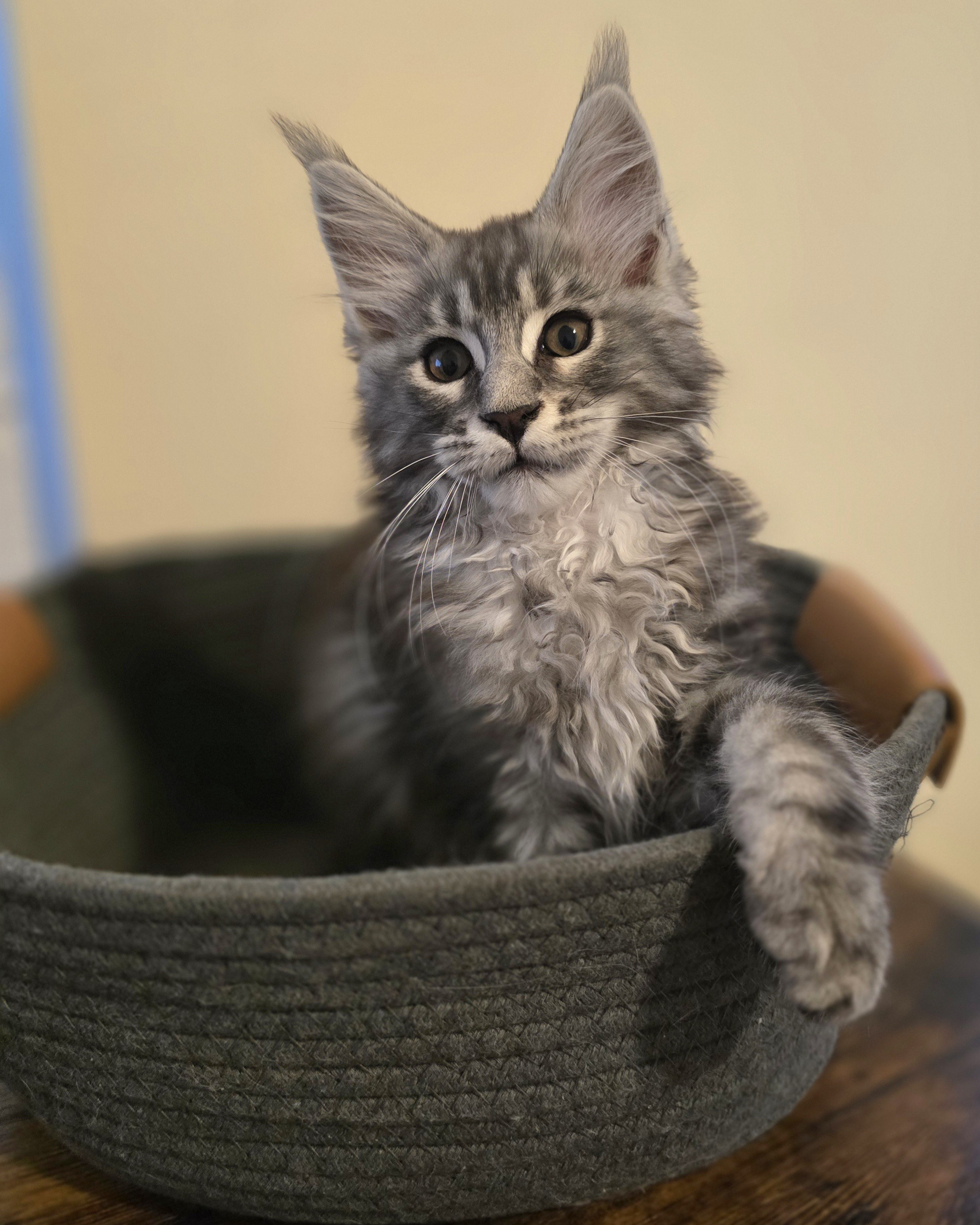 Photo of Black Silver classic tabby male