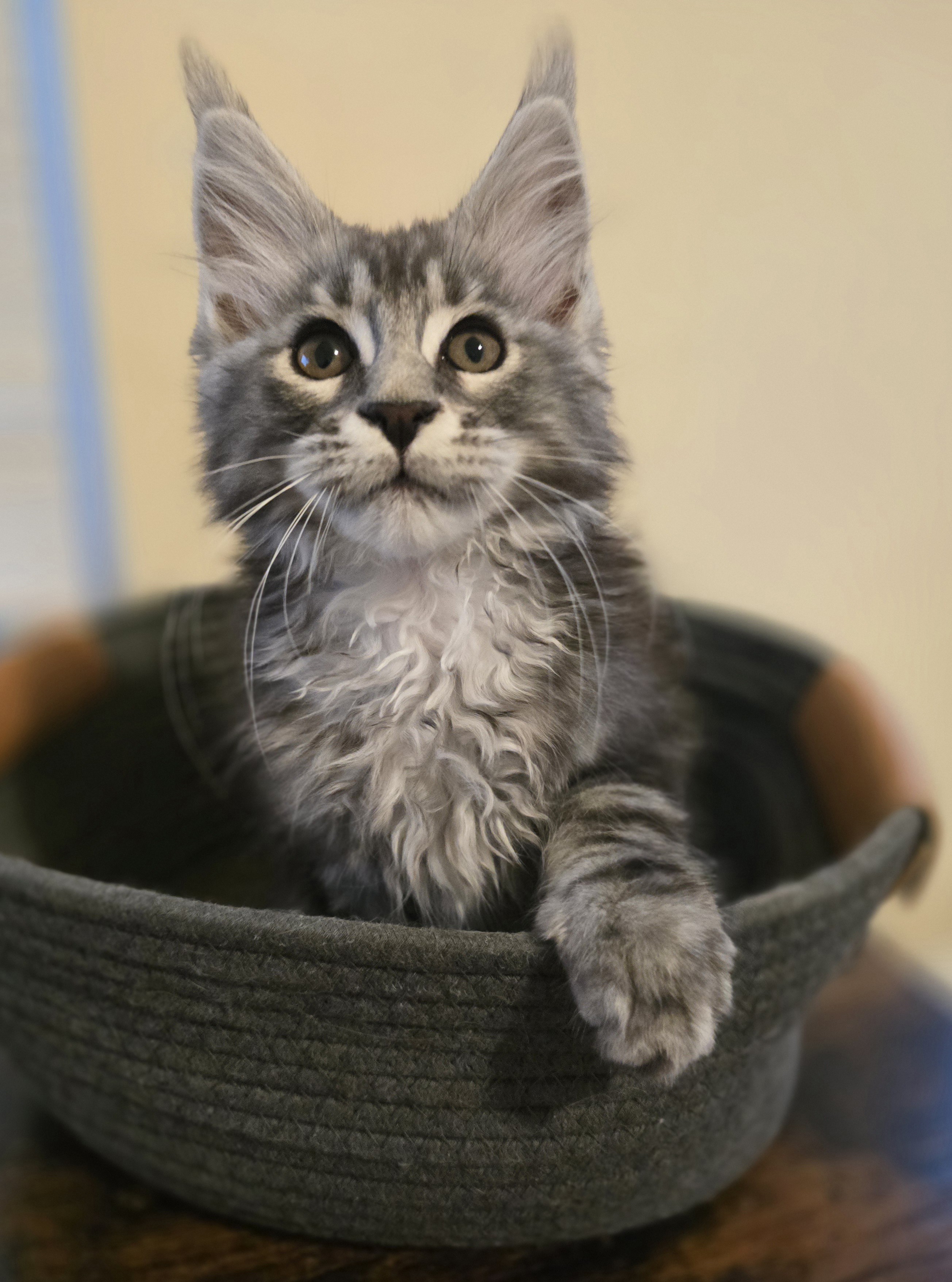 Photo 2 of Black Silver classic tabby male