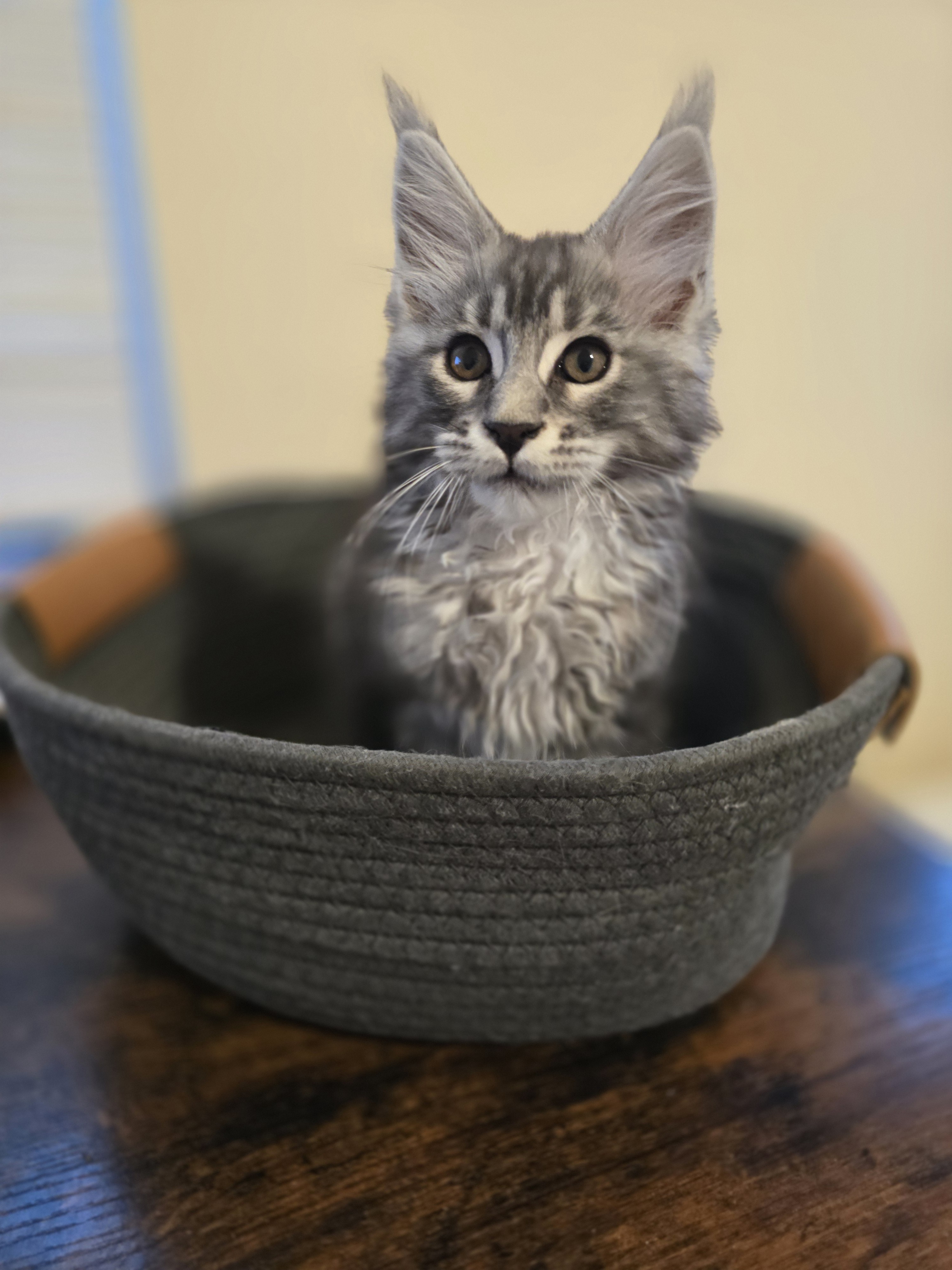Photo 3 of Black Silver classic tabby male