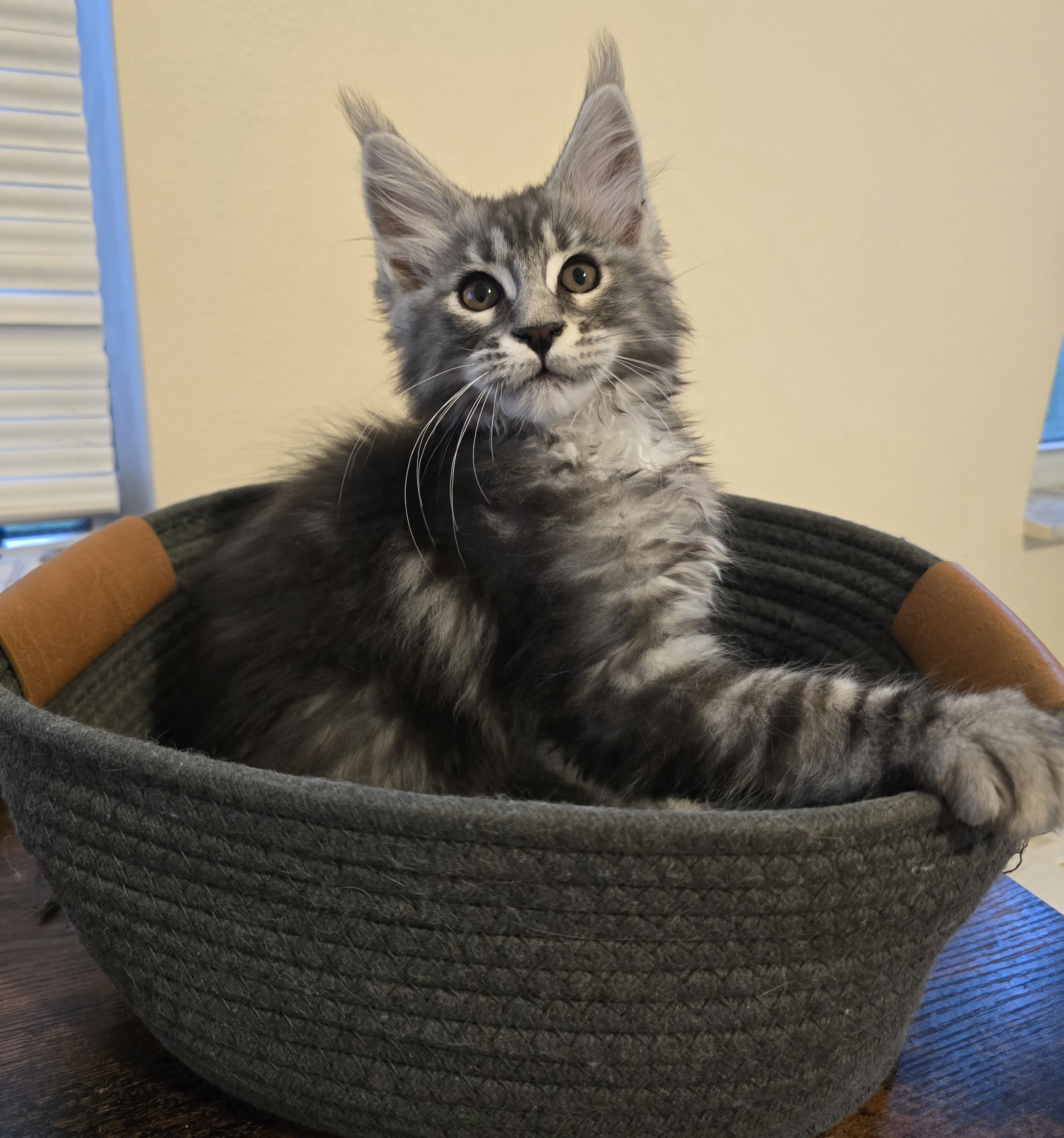 Photo 4 of Black Silver classic tabby male