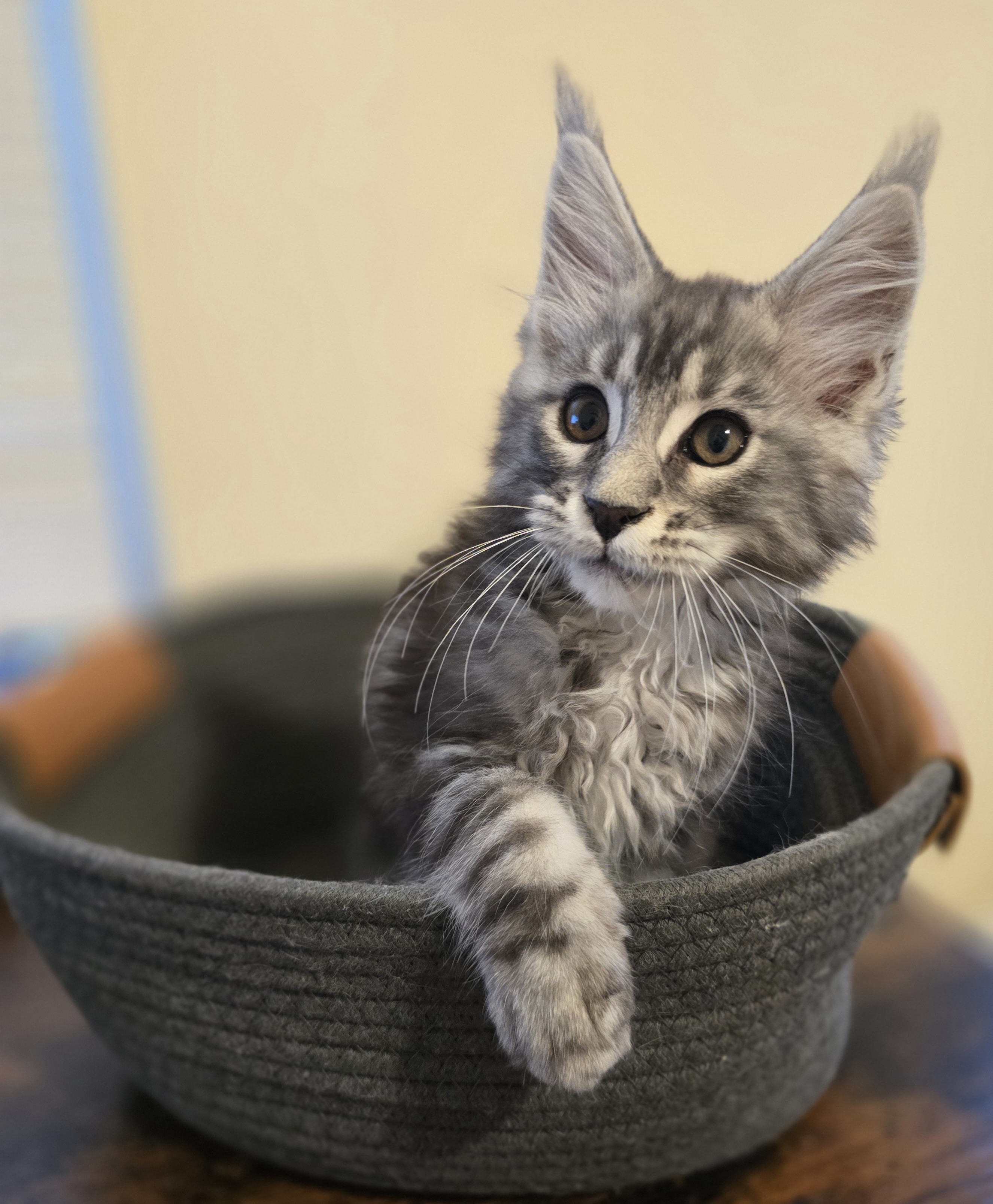 Photo 5 of Black Silver classic tabby male