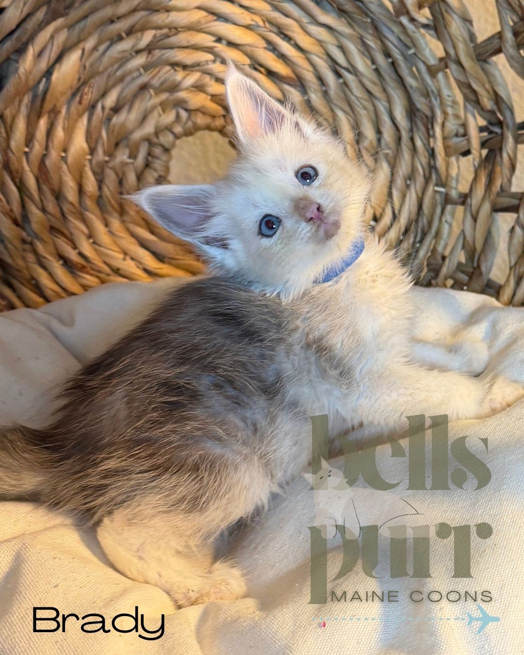 Photo of European-line male Maine Coon kittens with silver shaded and smoke coats.