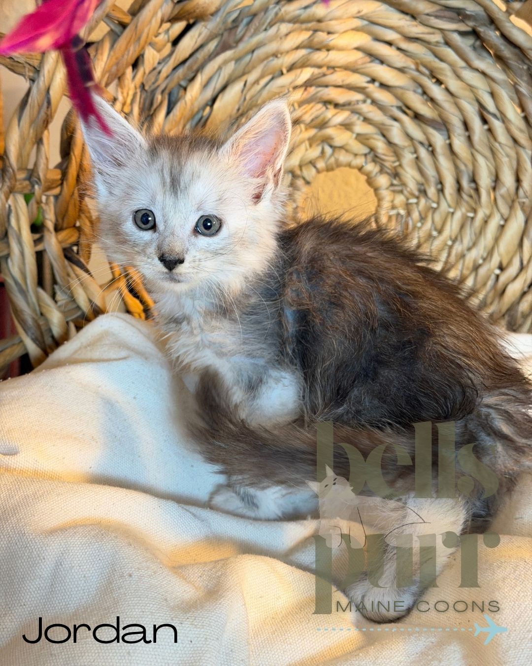 Photo 2 of European-line male Maine Coon kittens with silver shaded and smoke coats.