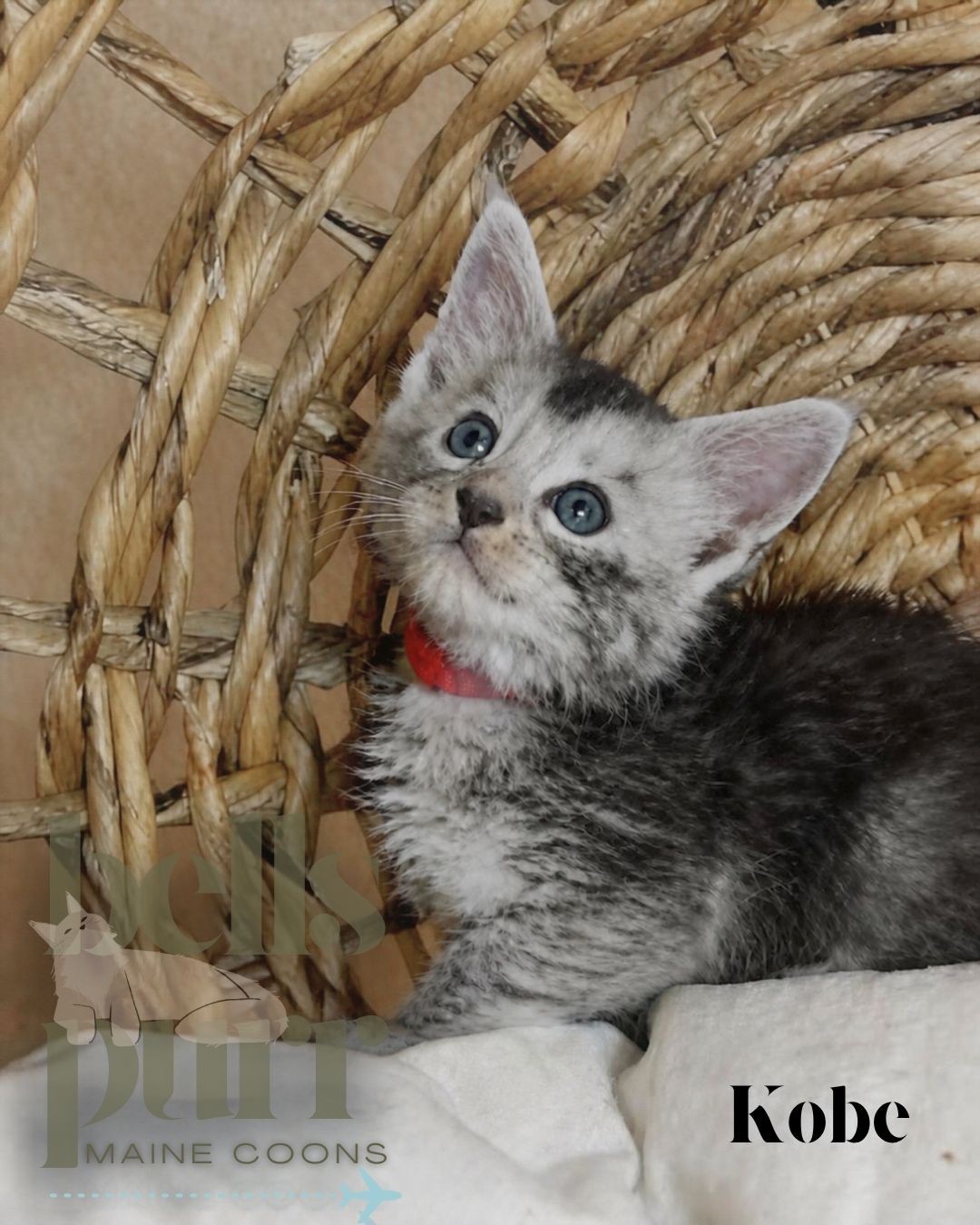 Photo 3 of European-line male Maine Coon kittens with silver shaded and smoke coats.