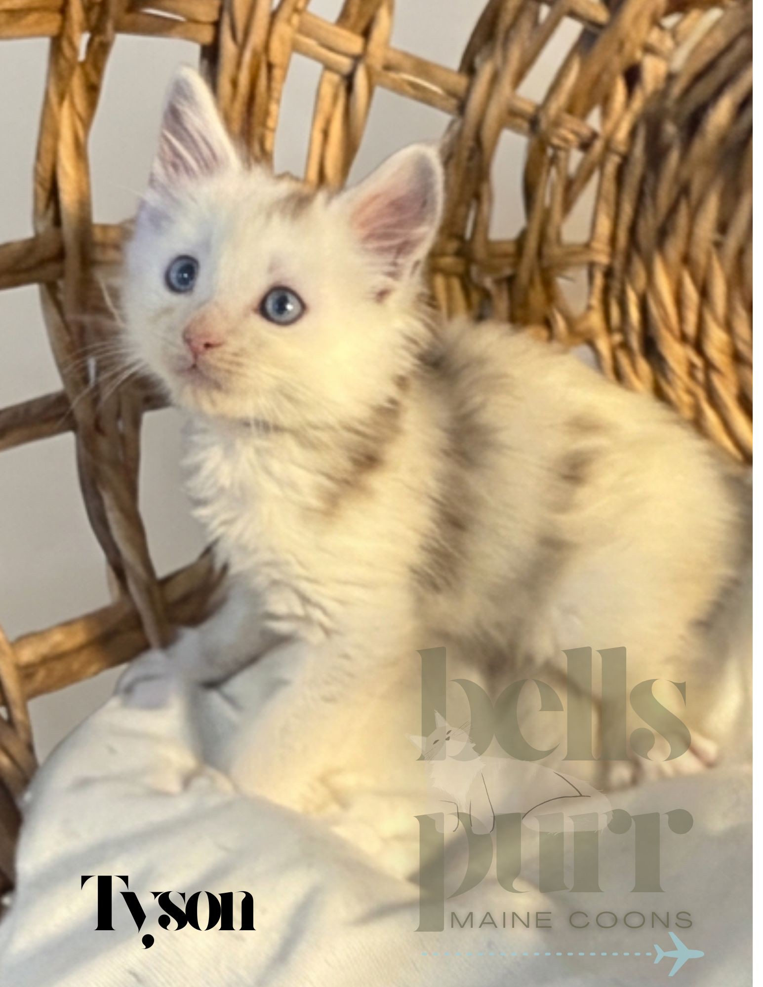Photo 4 of European-line male Maine Coon kittens with silver shaded and smoke coats.