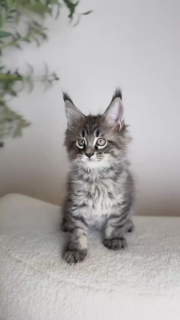 Black Classic Tabby Silver kitten