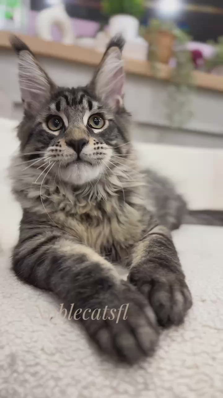 Andy Black Classic Tabby Silver