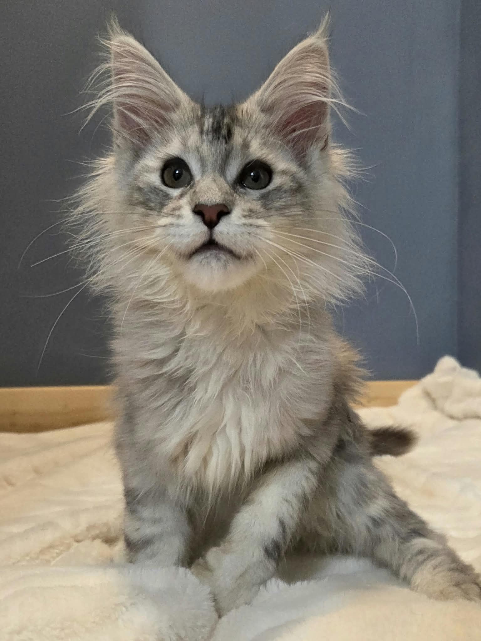 Photo 2 of Silver Maine Coon Kitten for Sale – Sam