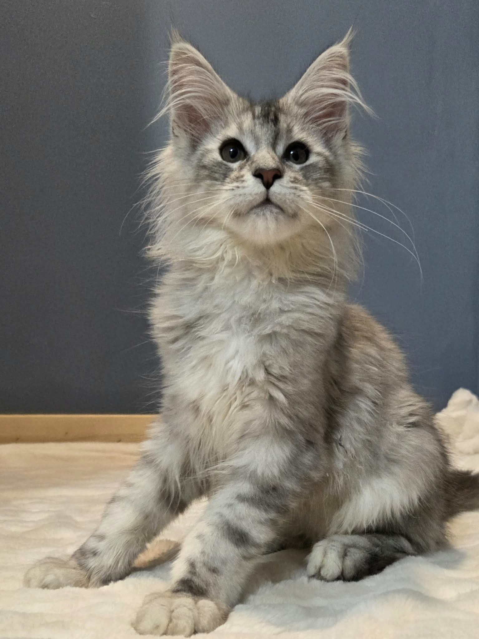 Photo 3 of Silver Maine Coon Kitten for Sale – Sam