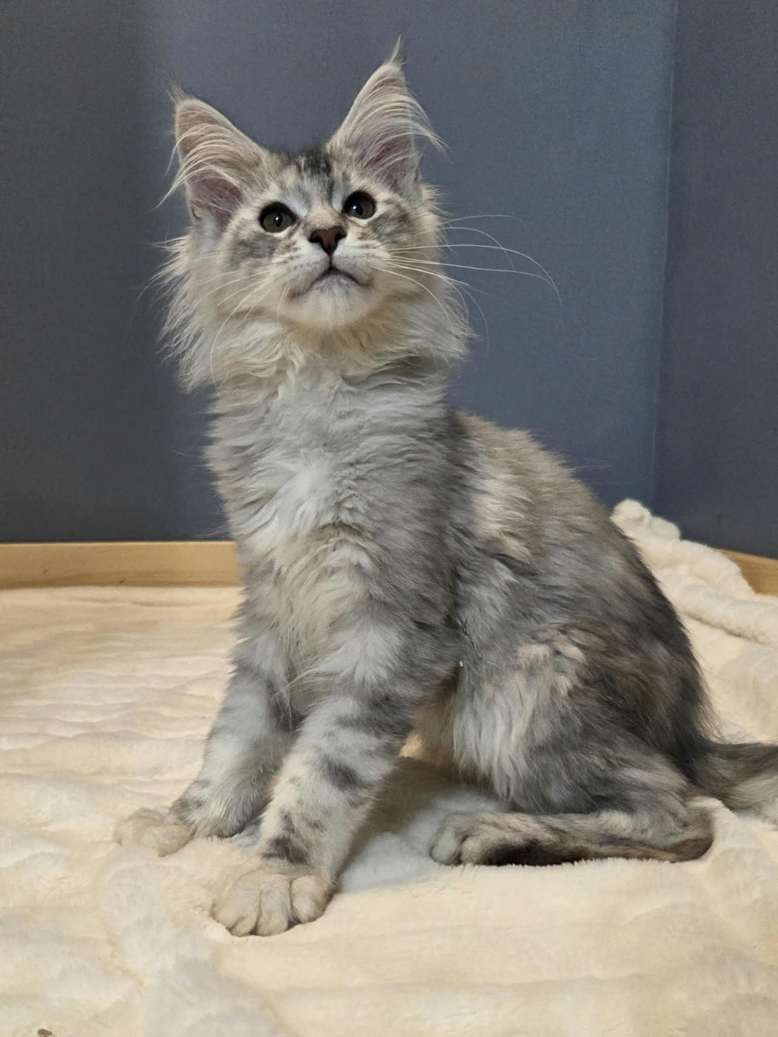 Photo 4 of Silver Maine Coon Kitten for Sale – Sam